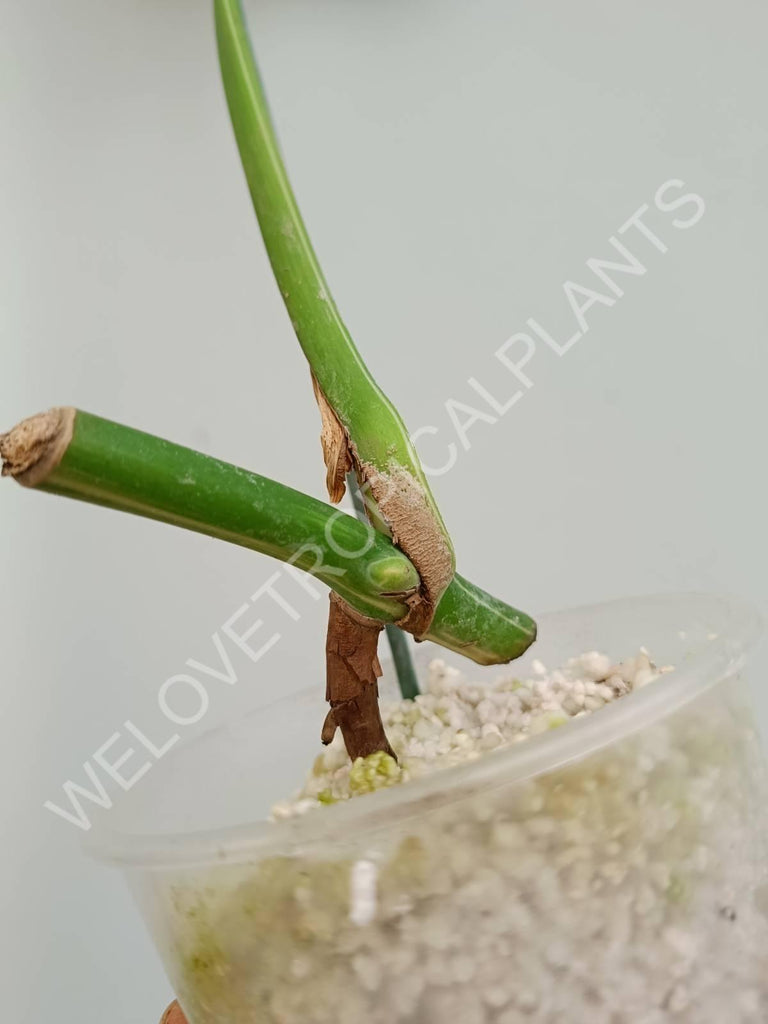 Cutting of monstera variegata