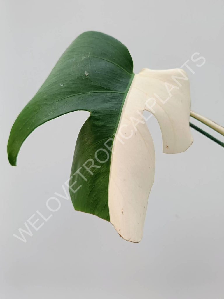 Cutting of monstera variegata