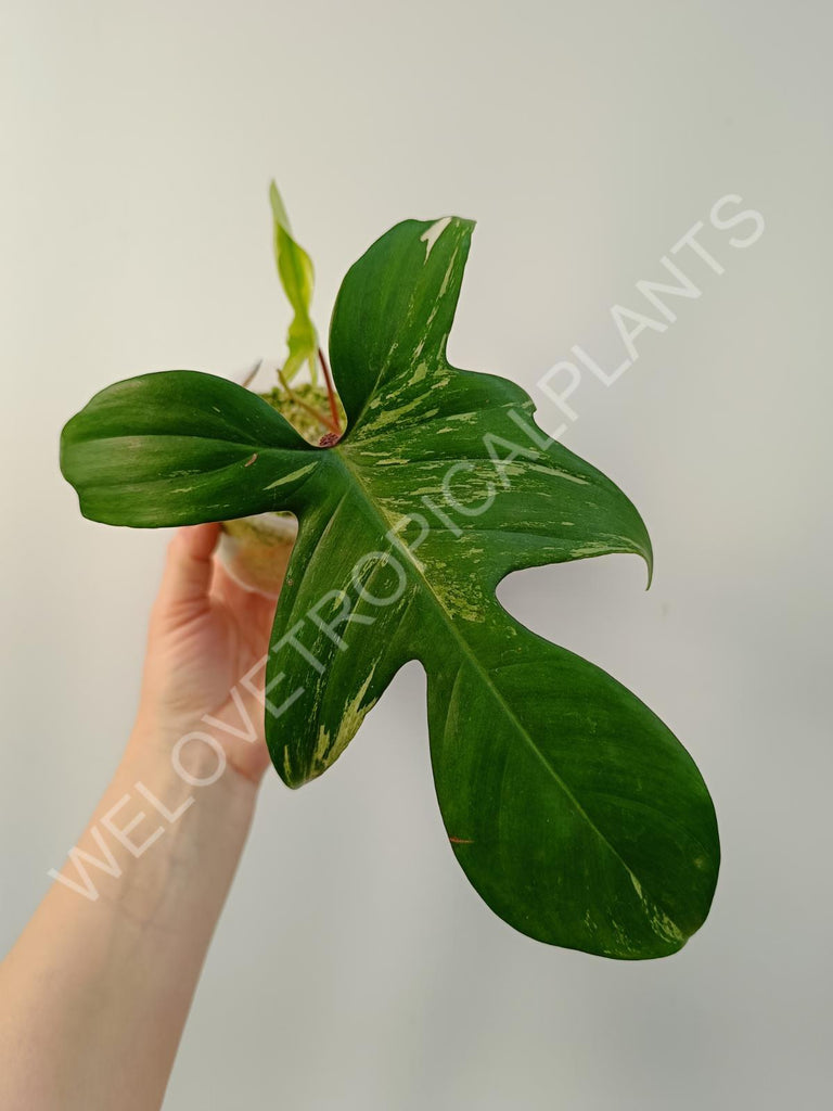 Cutting of philodendron florida beauty mint