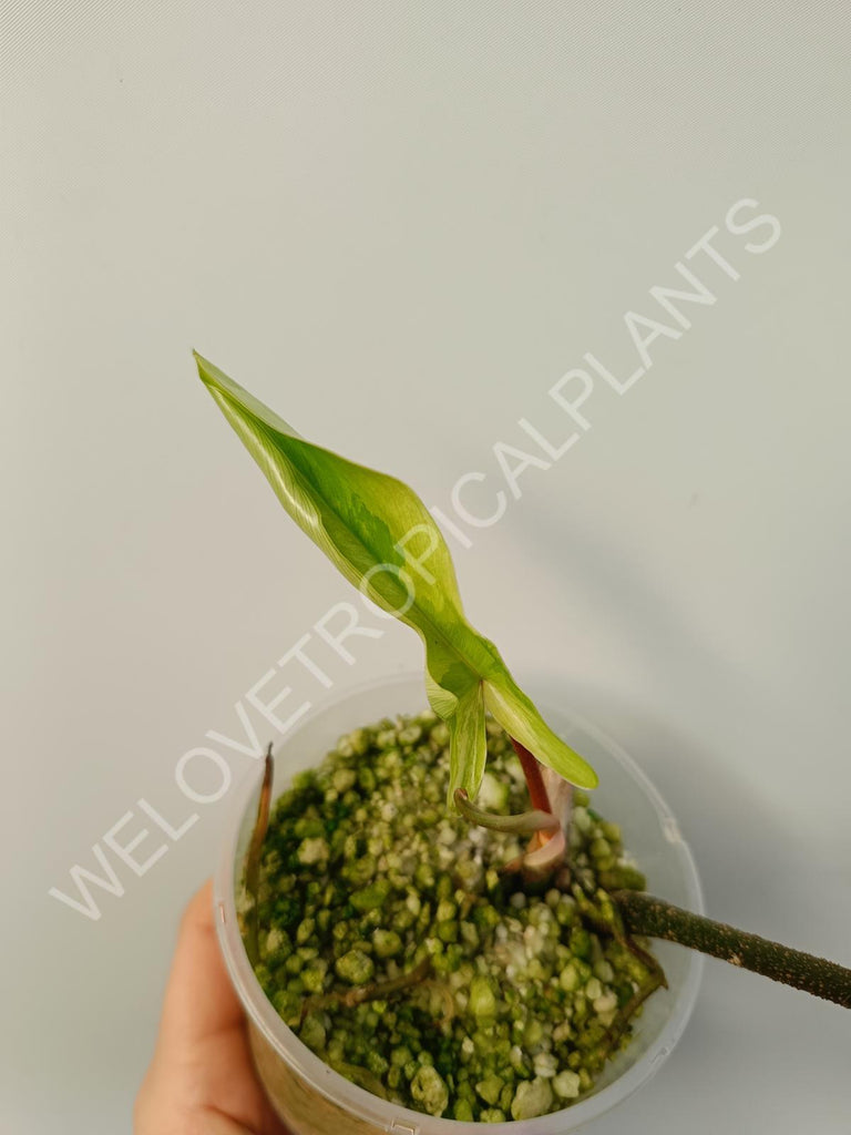 Cutting of philodendron florida beauty mint