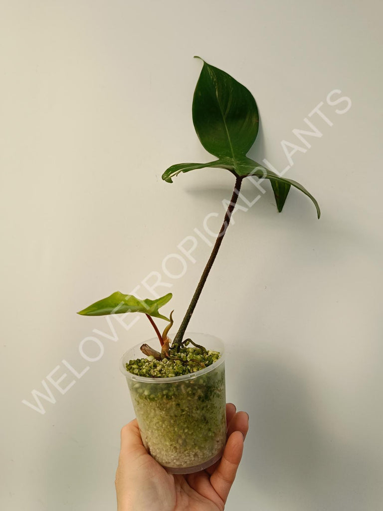 Cutting of philodendron florida beauty mint