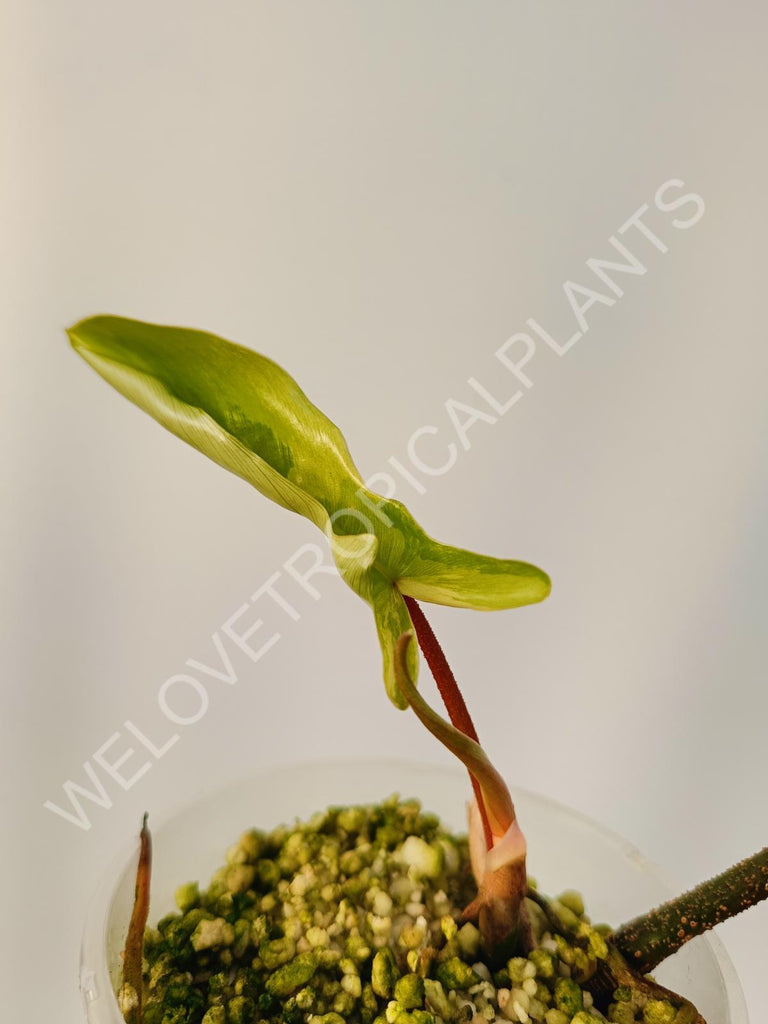 Cutting of philodendron florida beauty mint