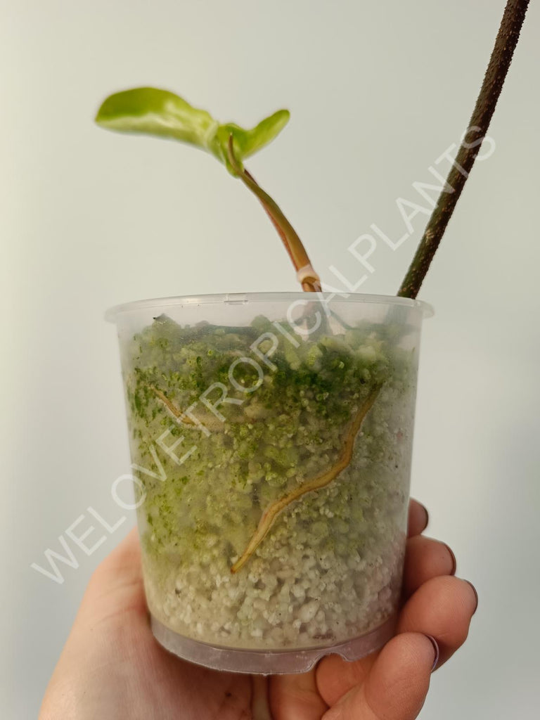 Cutting of philodendron florida beauty mint