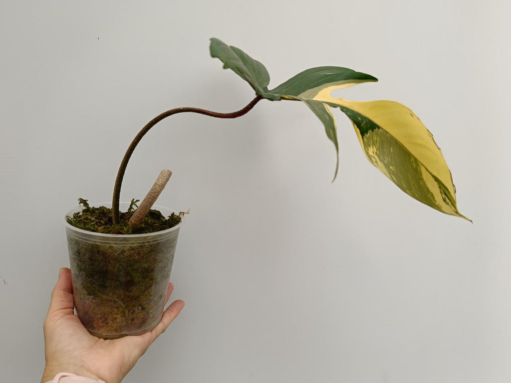 Cutting of philodendron florida beauty