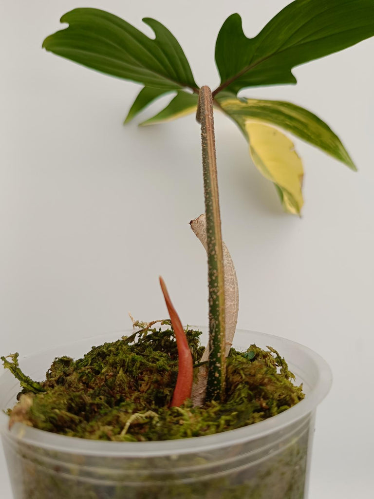 Cutting of philodendron florida beauty