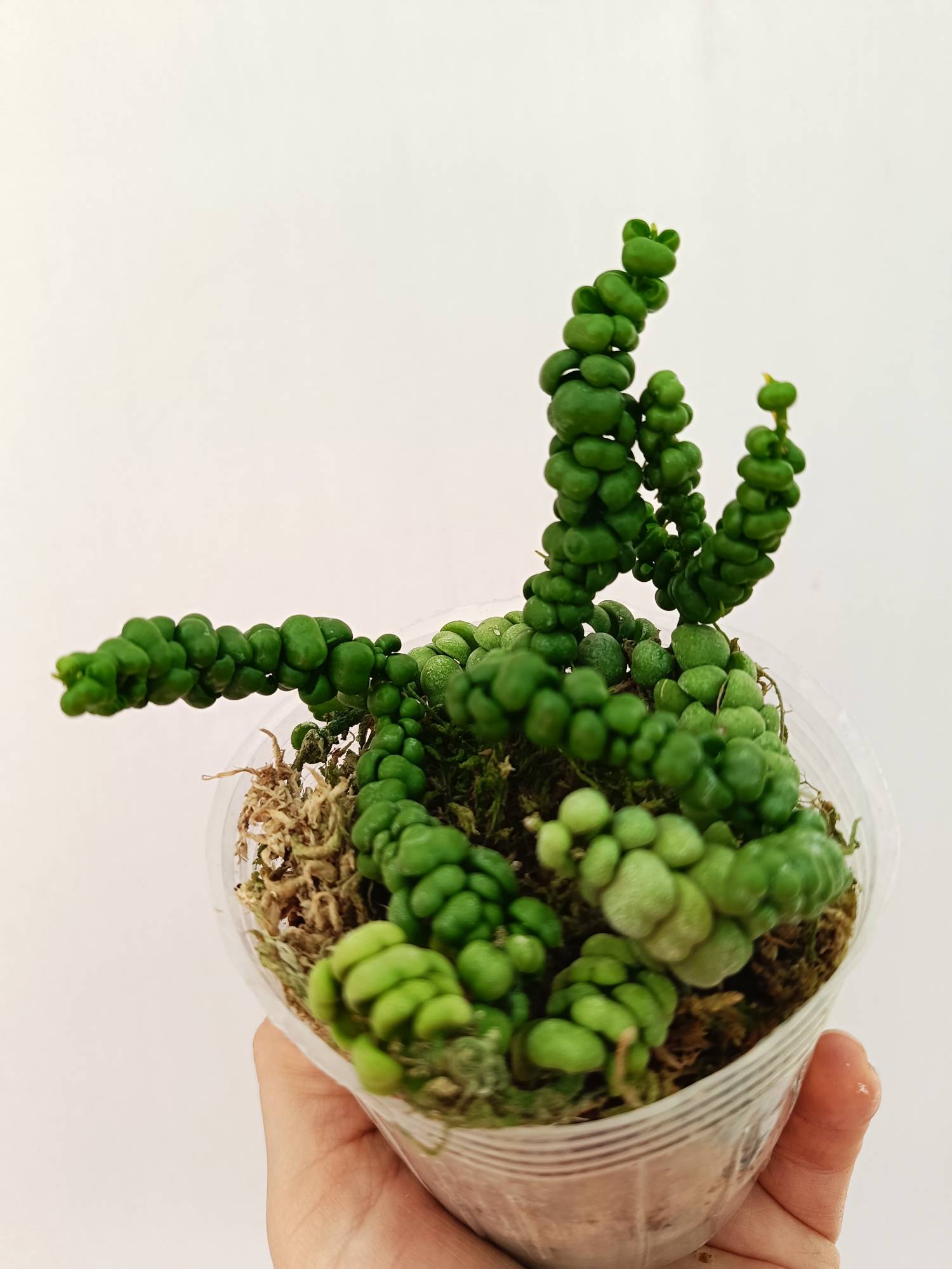 Dischidia Sp. 'Dragon Jade'