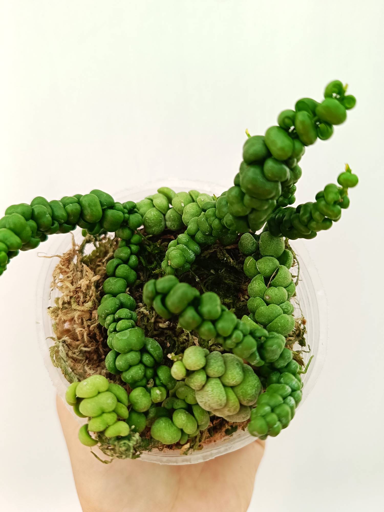 Dischidia Sp. 'Dragon Jade'