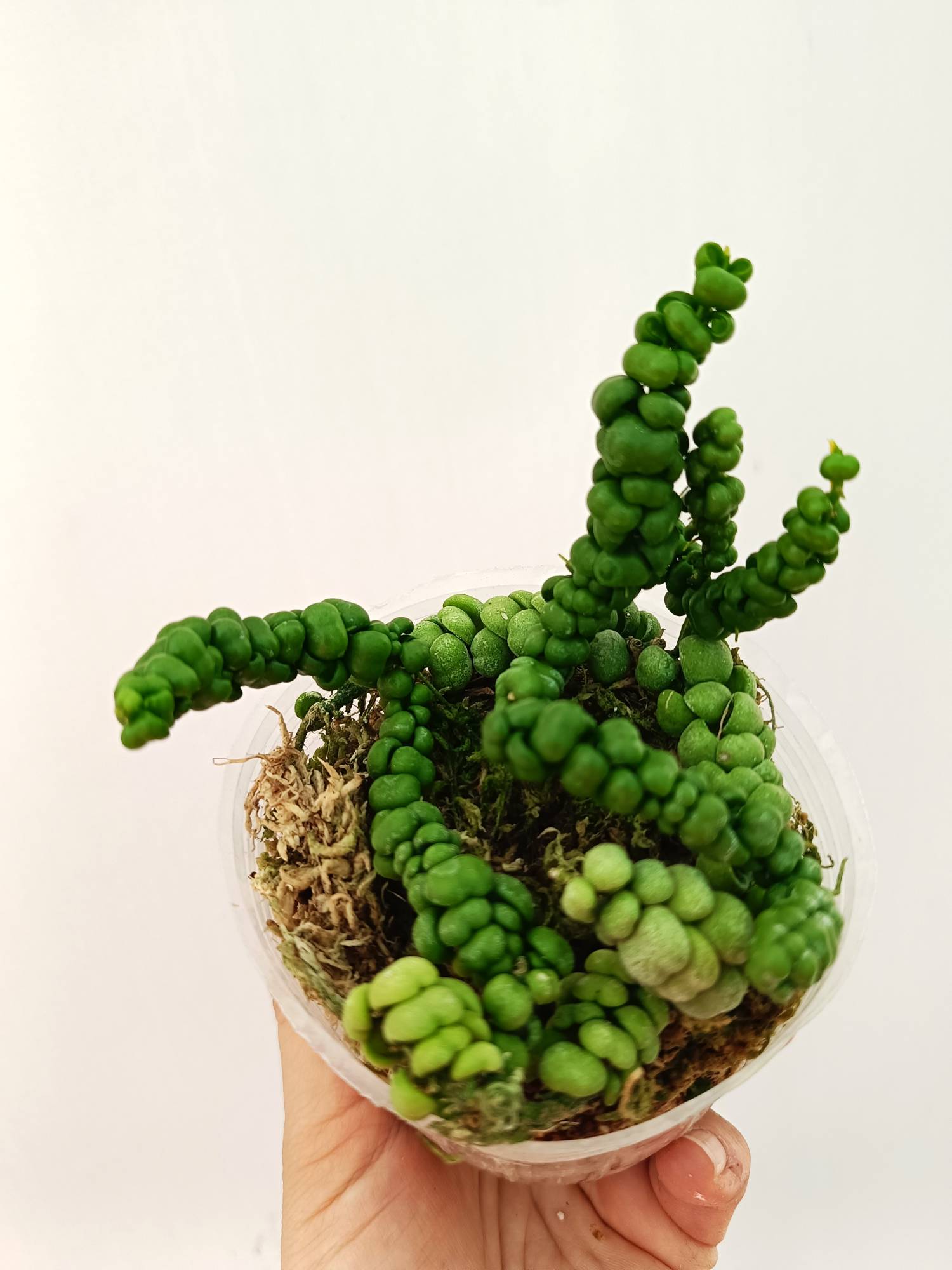 Dischidia Sp. 'Dragon Jade'