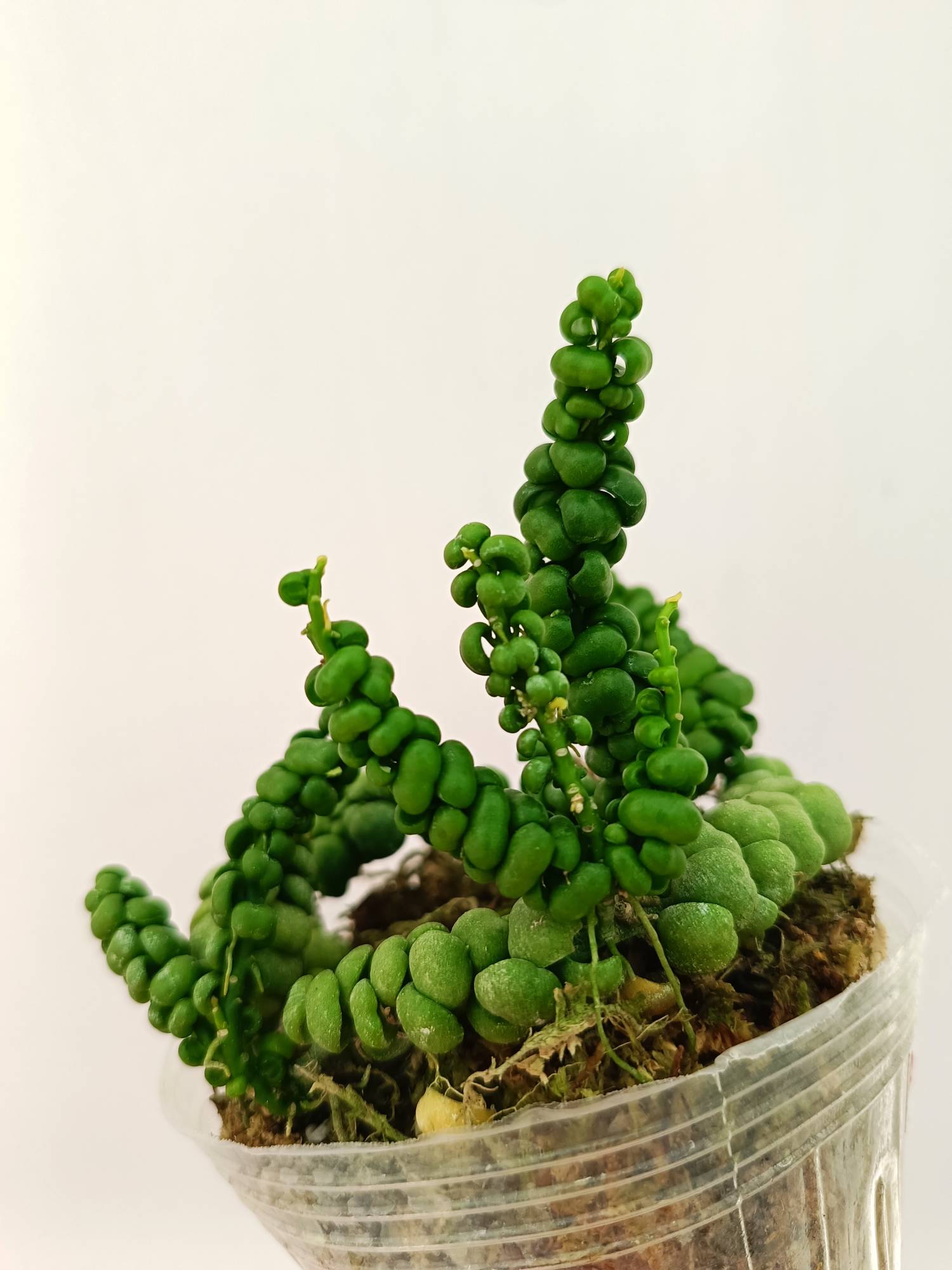 Dischidia Sp. 'Dragon Jade'