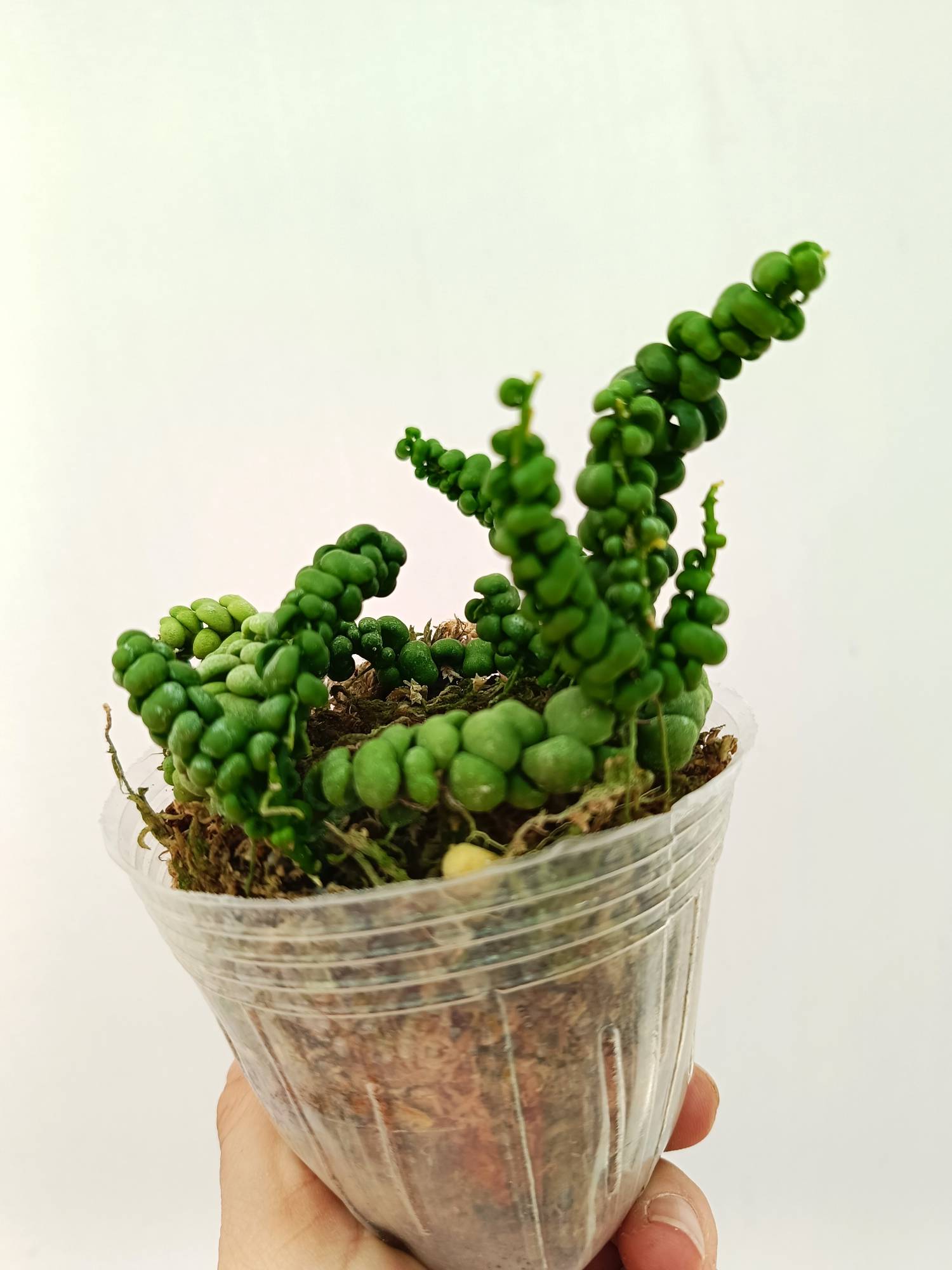 Dischidia Sp. 'Dragon Jade'