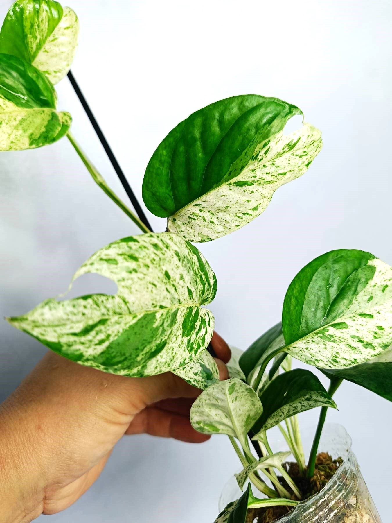 Epipremnum 'Marble Queen'