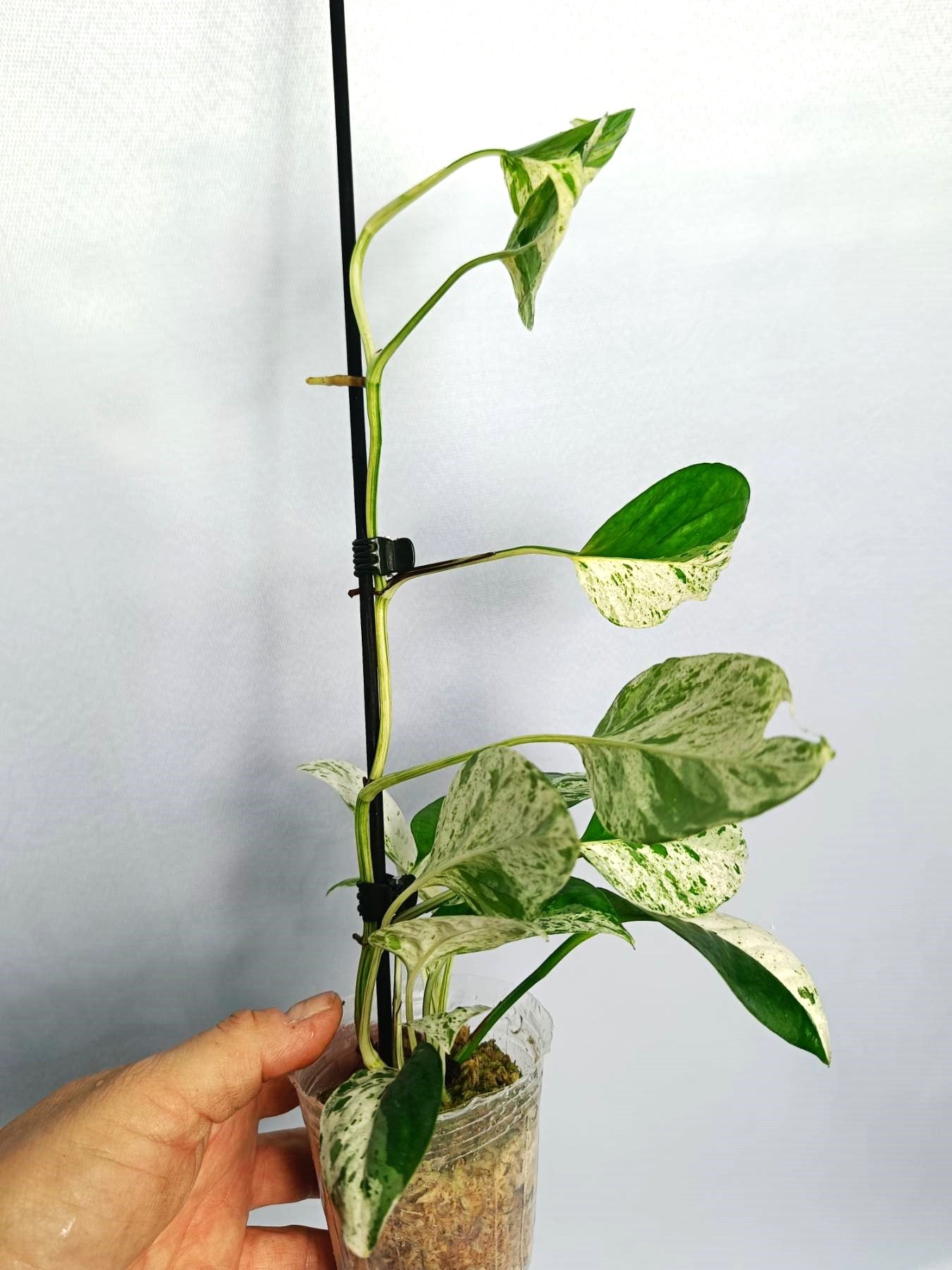 Epipremnum 'Marble Queen'