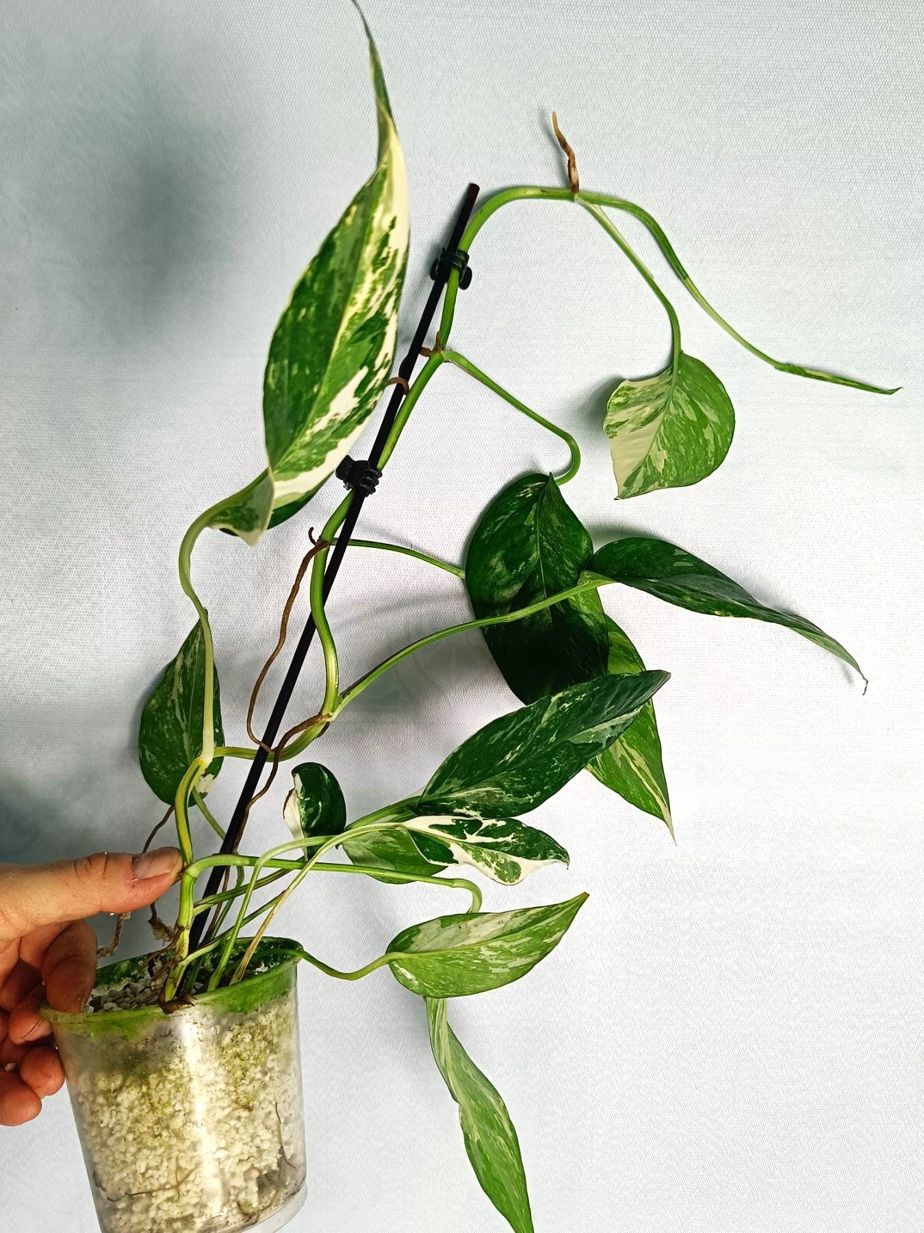 Epipremnum pinnatum variegata