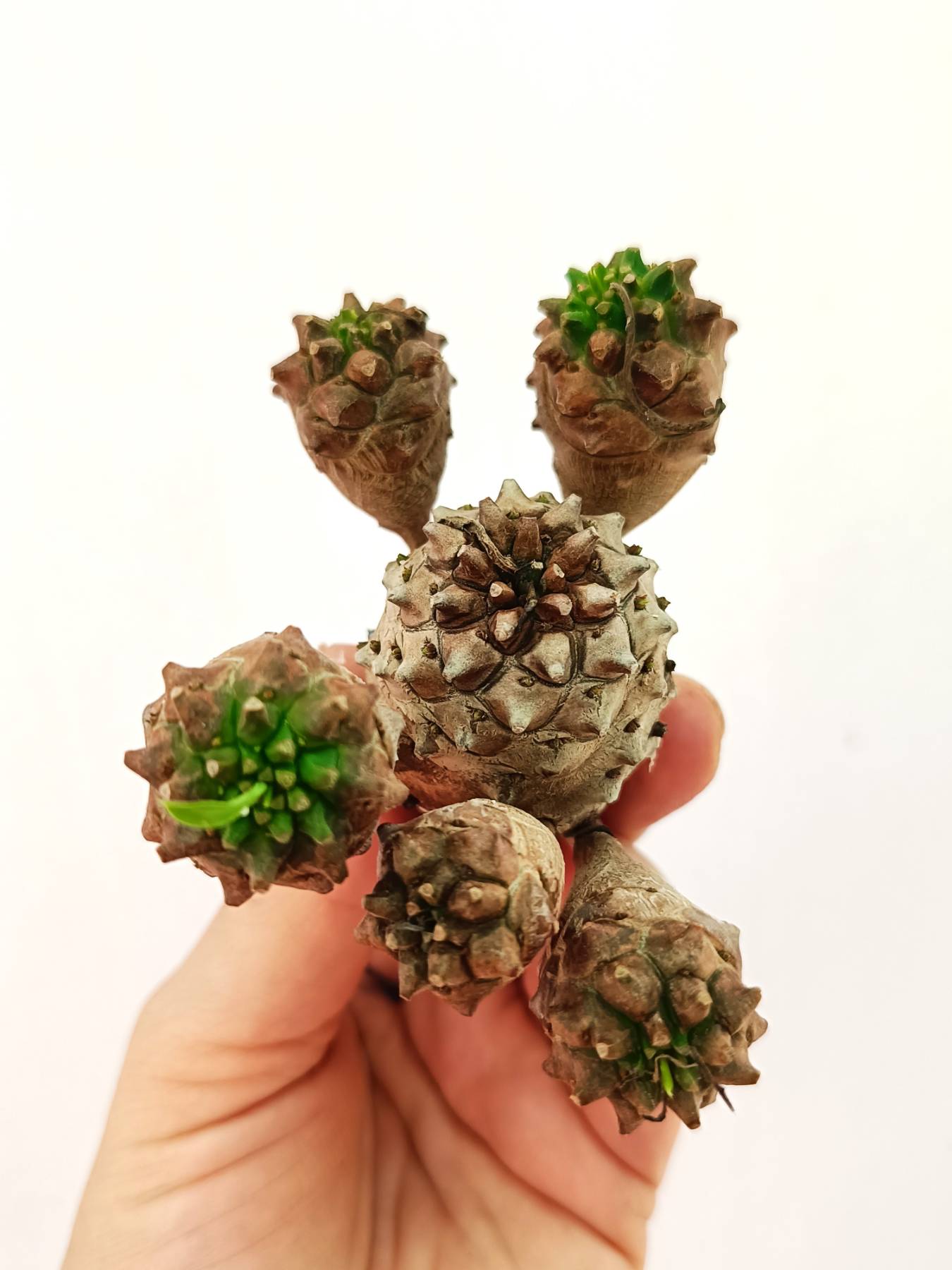 Euphorbia &#39;Gabisan&#39;