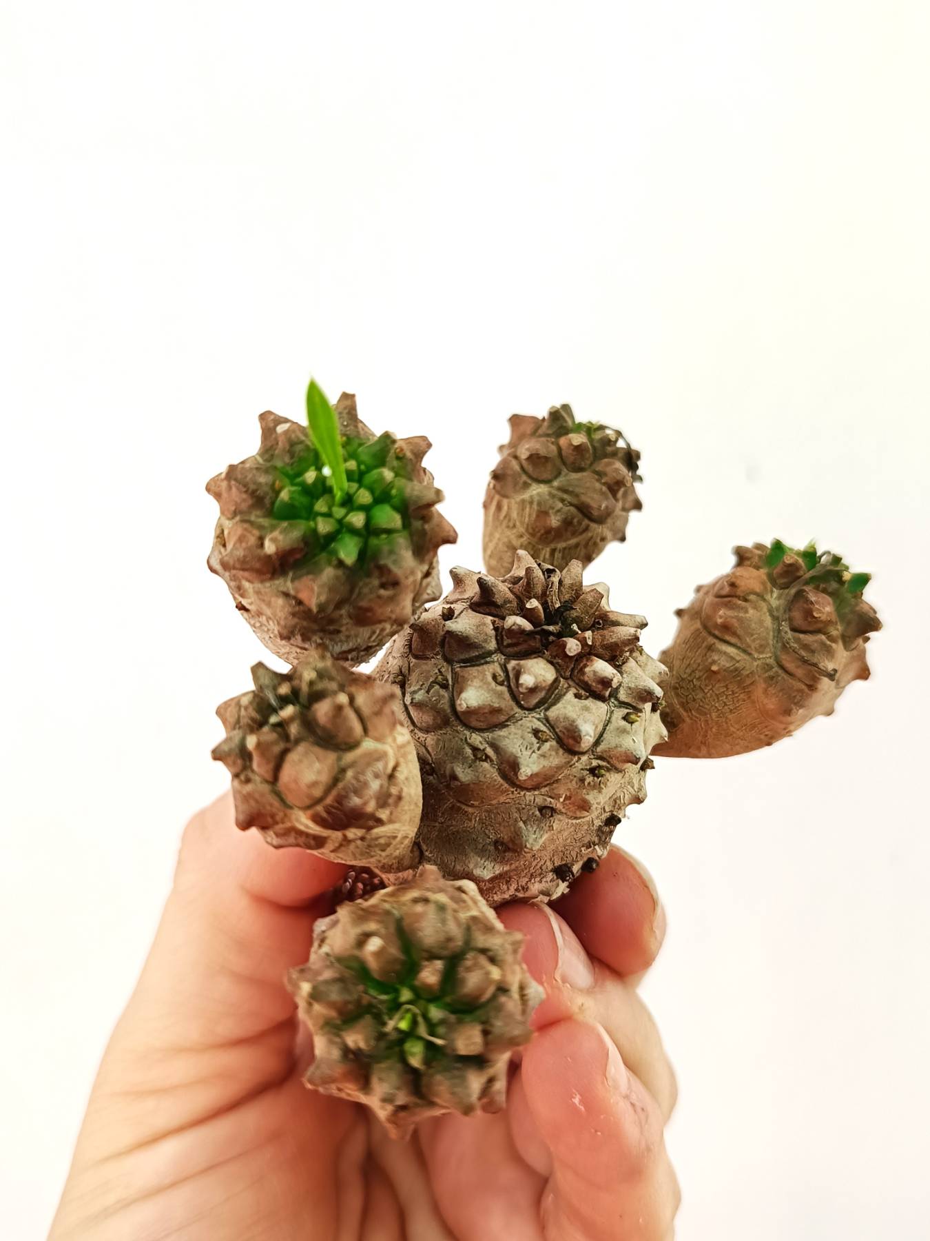 Euphorbia &#39;Gabisan&#39;