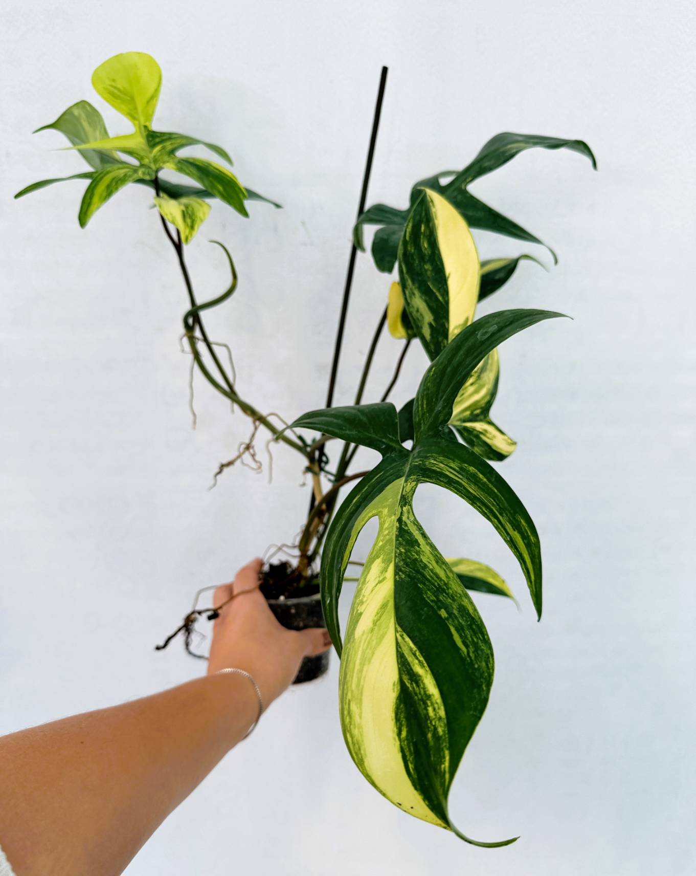 florida_beauty_25-10-14-03