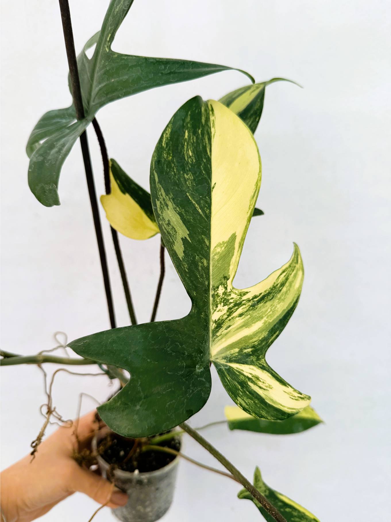 florida_beauty_25-10-14-03