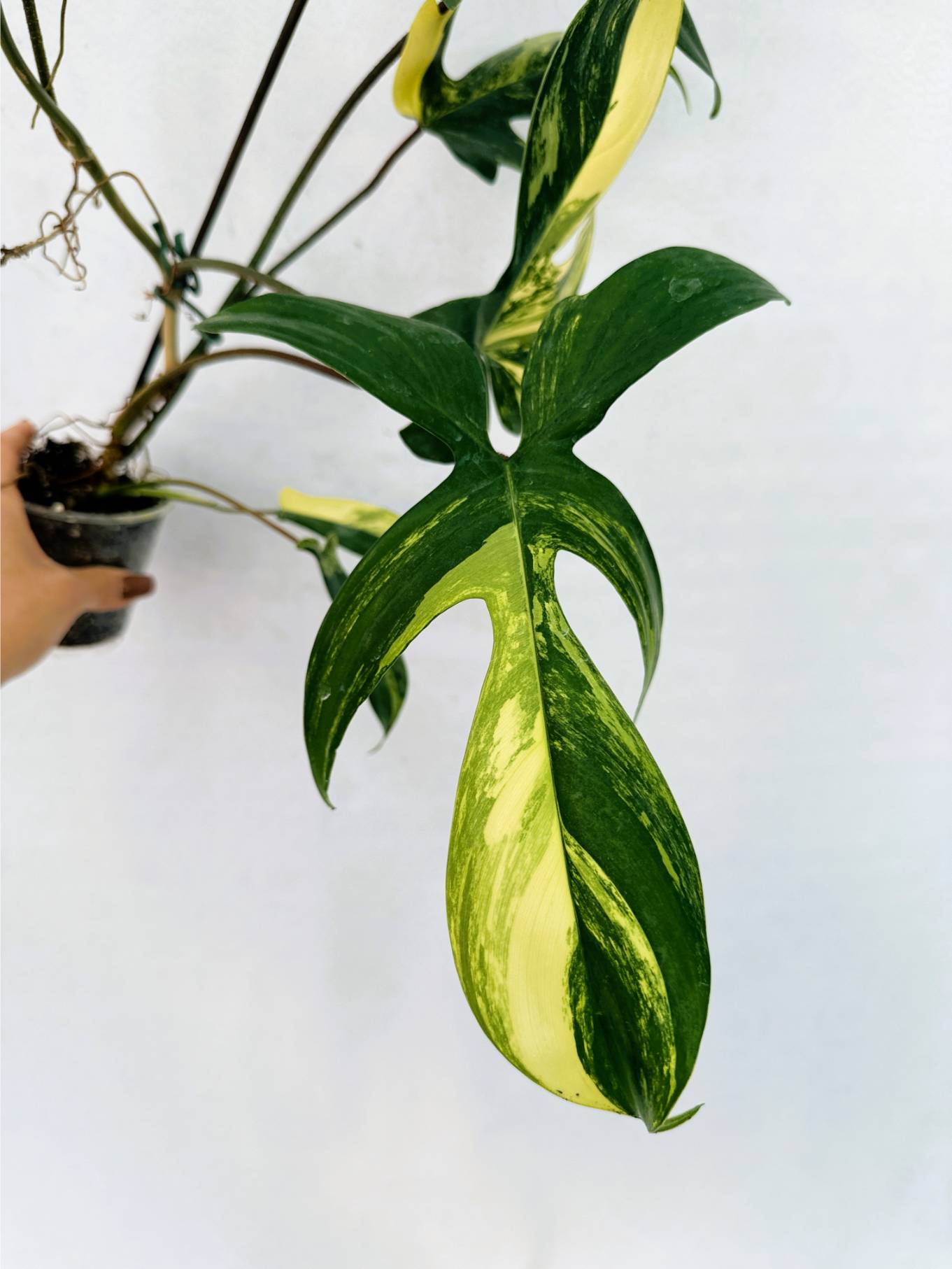 florida_beauty_25-10-14-03