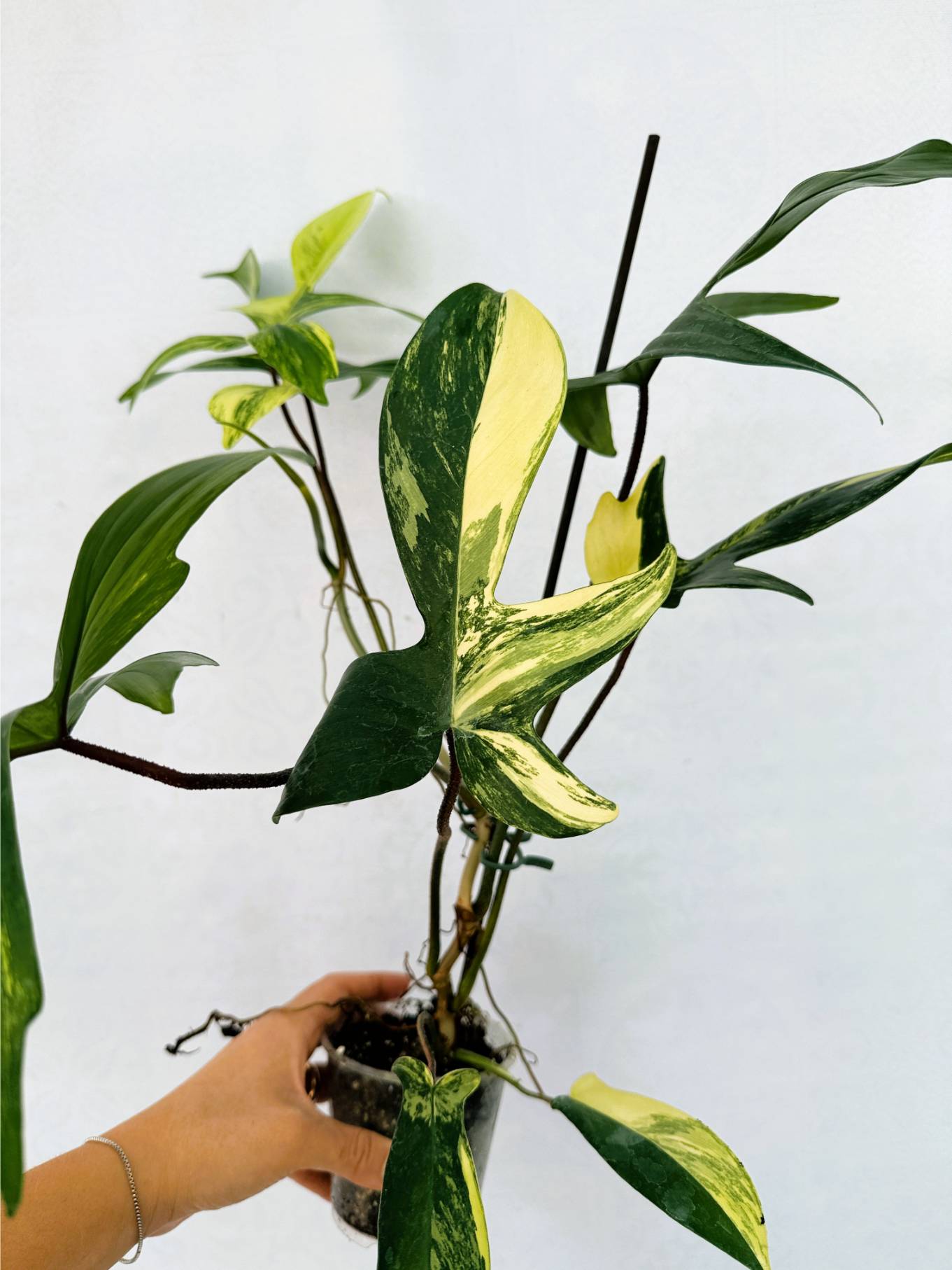 florida_beauty_25-10-14-03