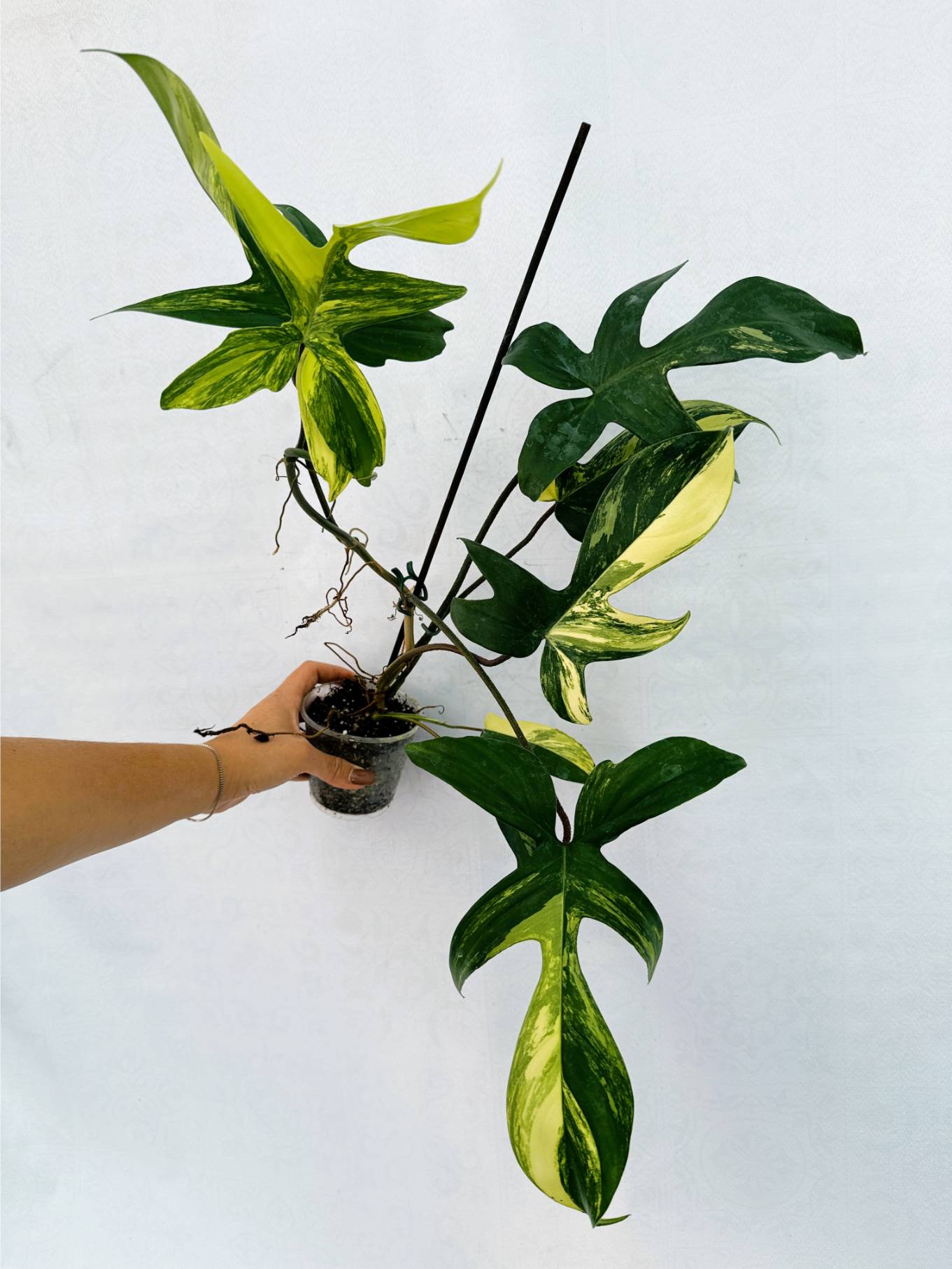 florida_beauty_25-10-14-03