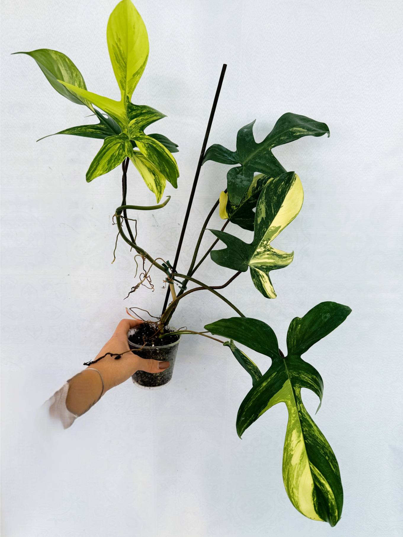 florida_beauty_25-10-14-03