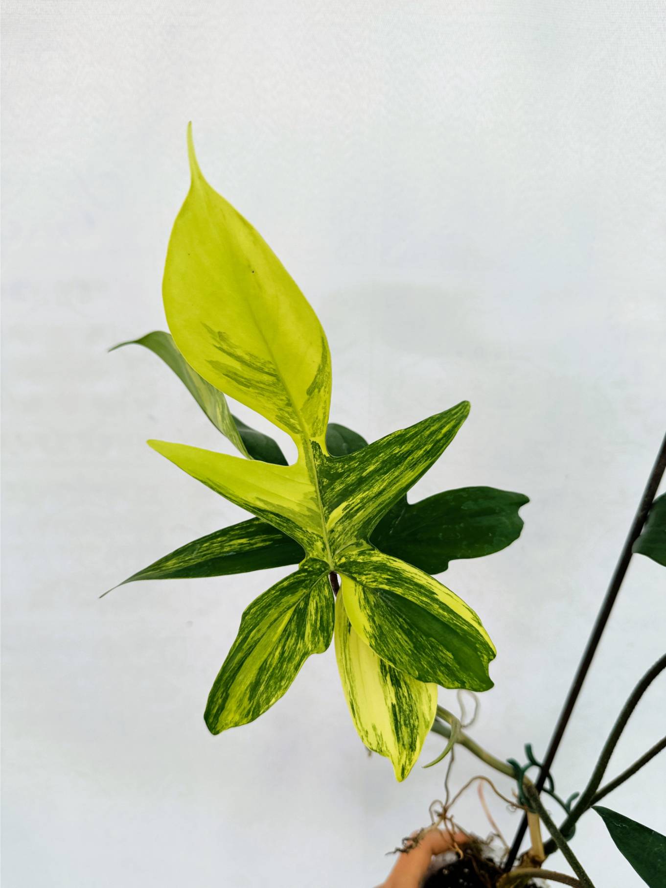 florida_beauty_25-10-14-03