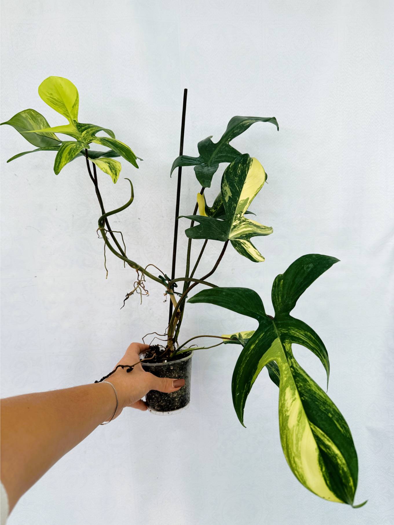 florida_beauty_25-10-14-03