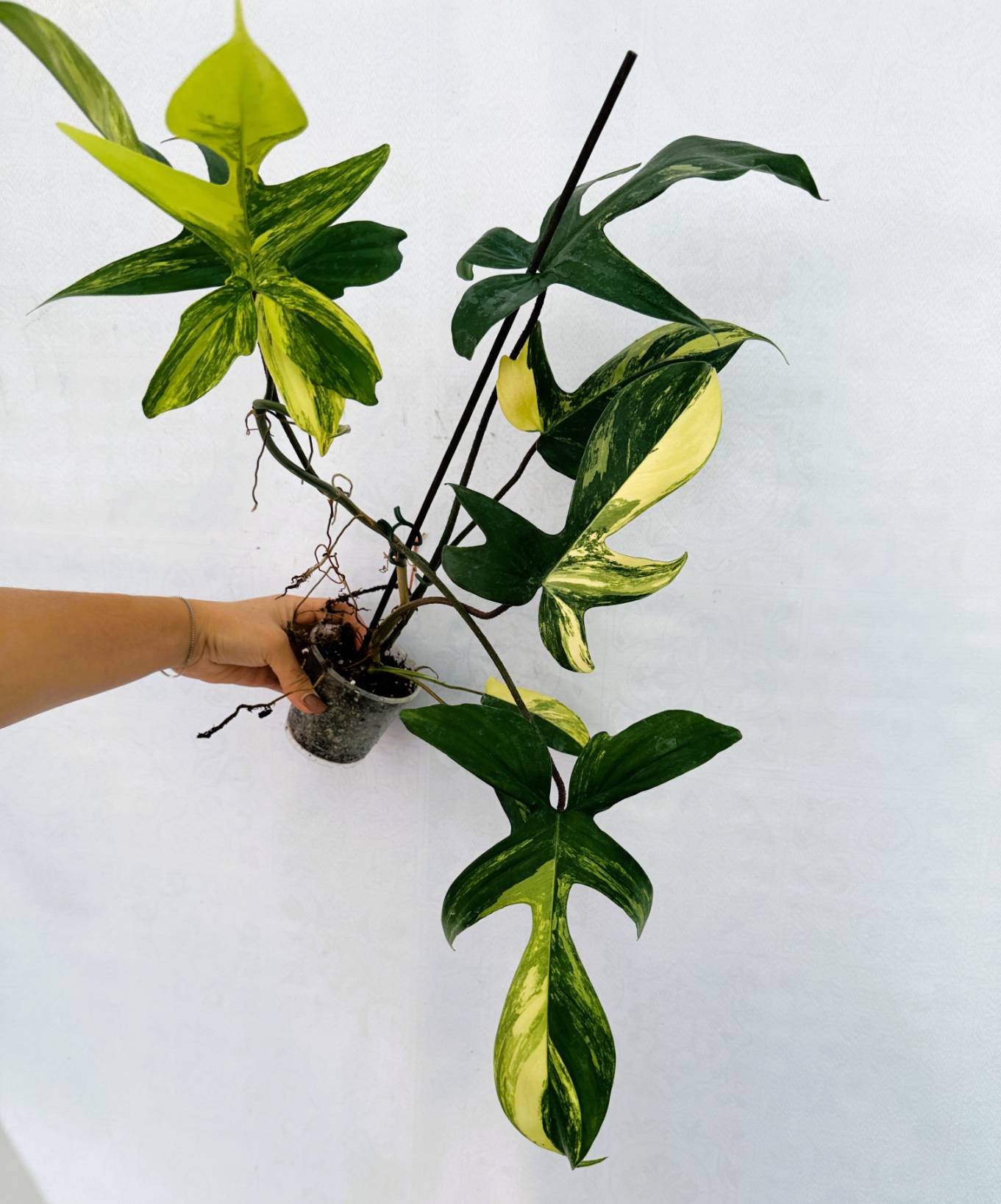 florida_beauty_25-10-14-03