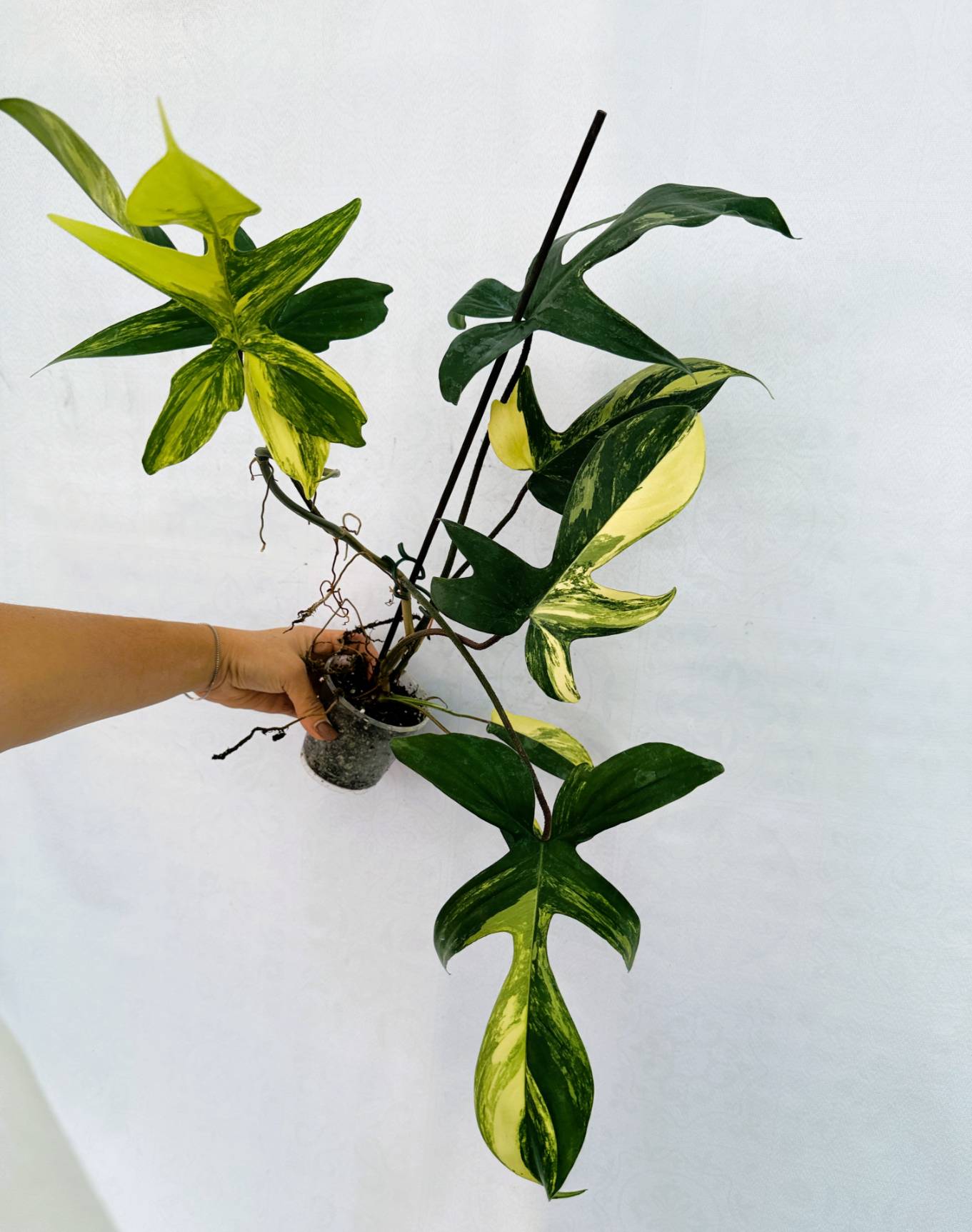 florida_beauty_25-10-14-03