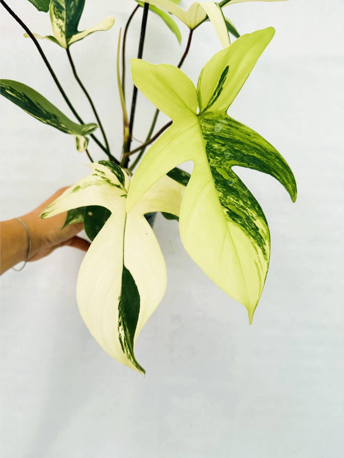 florida_beauty_25-10-14-09