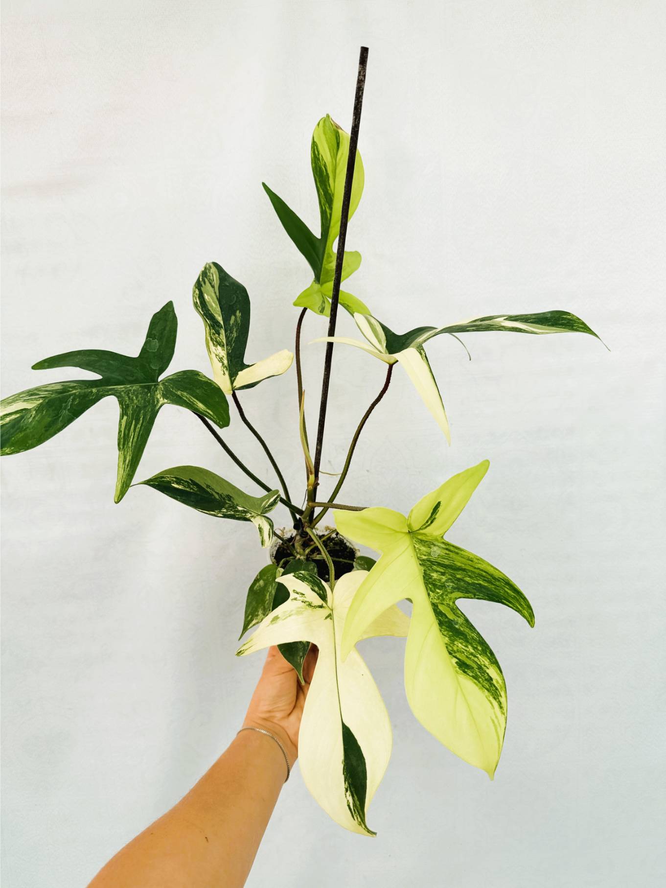 florida_beauty_25-10-14-09