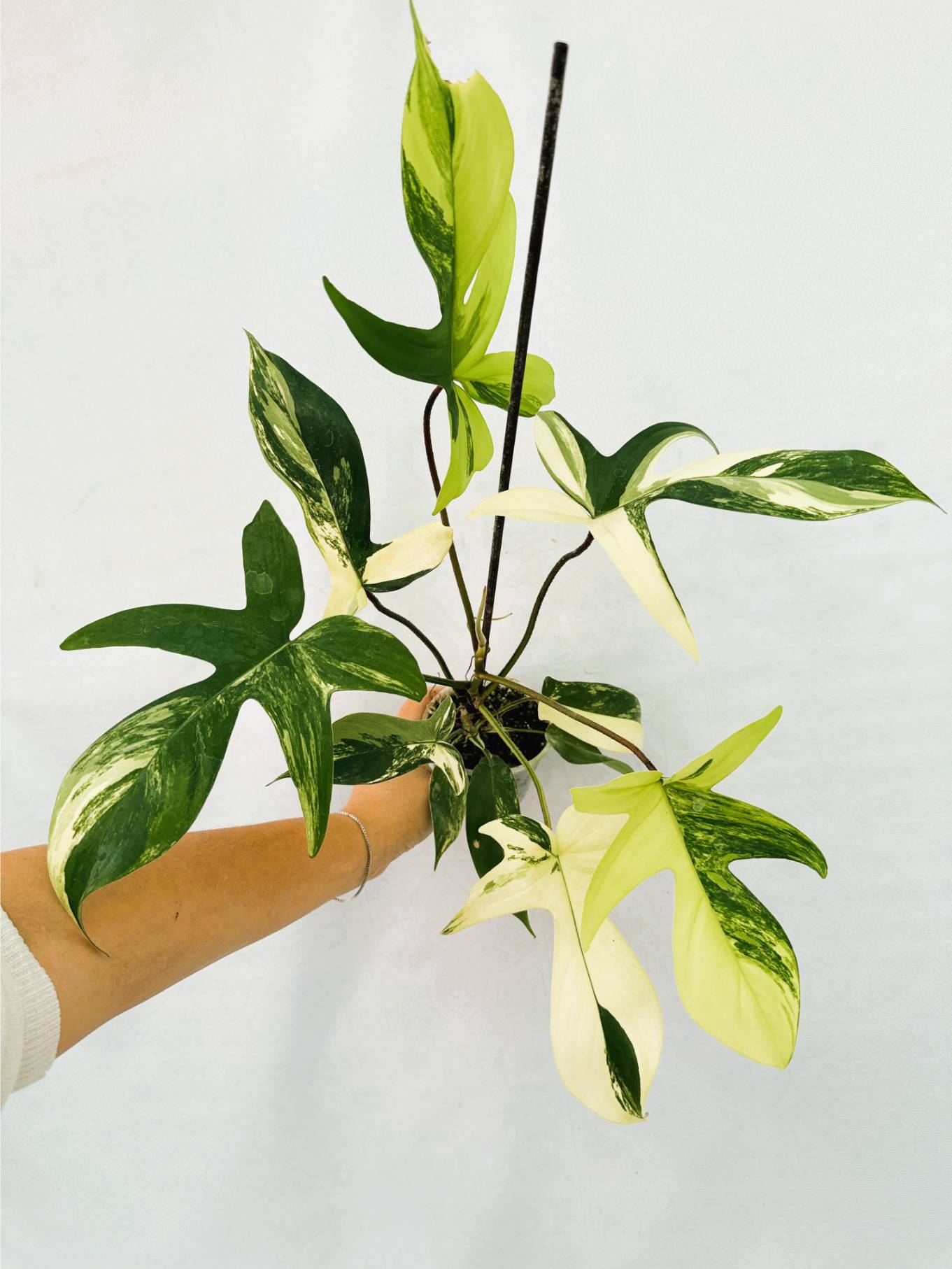 florida_beauty_25-10-14-09