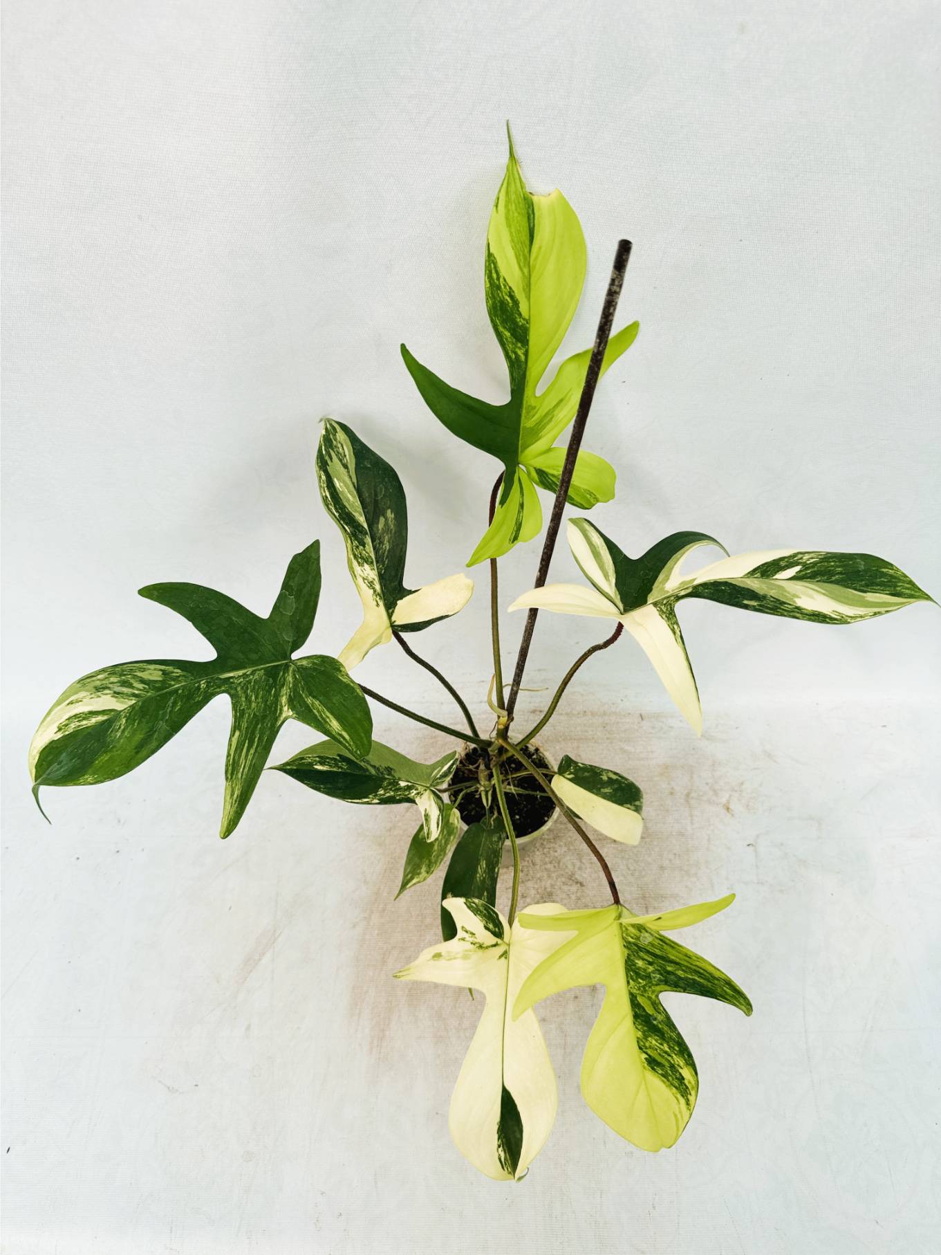 florida_beauty_25-10-14-09