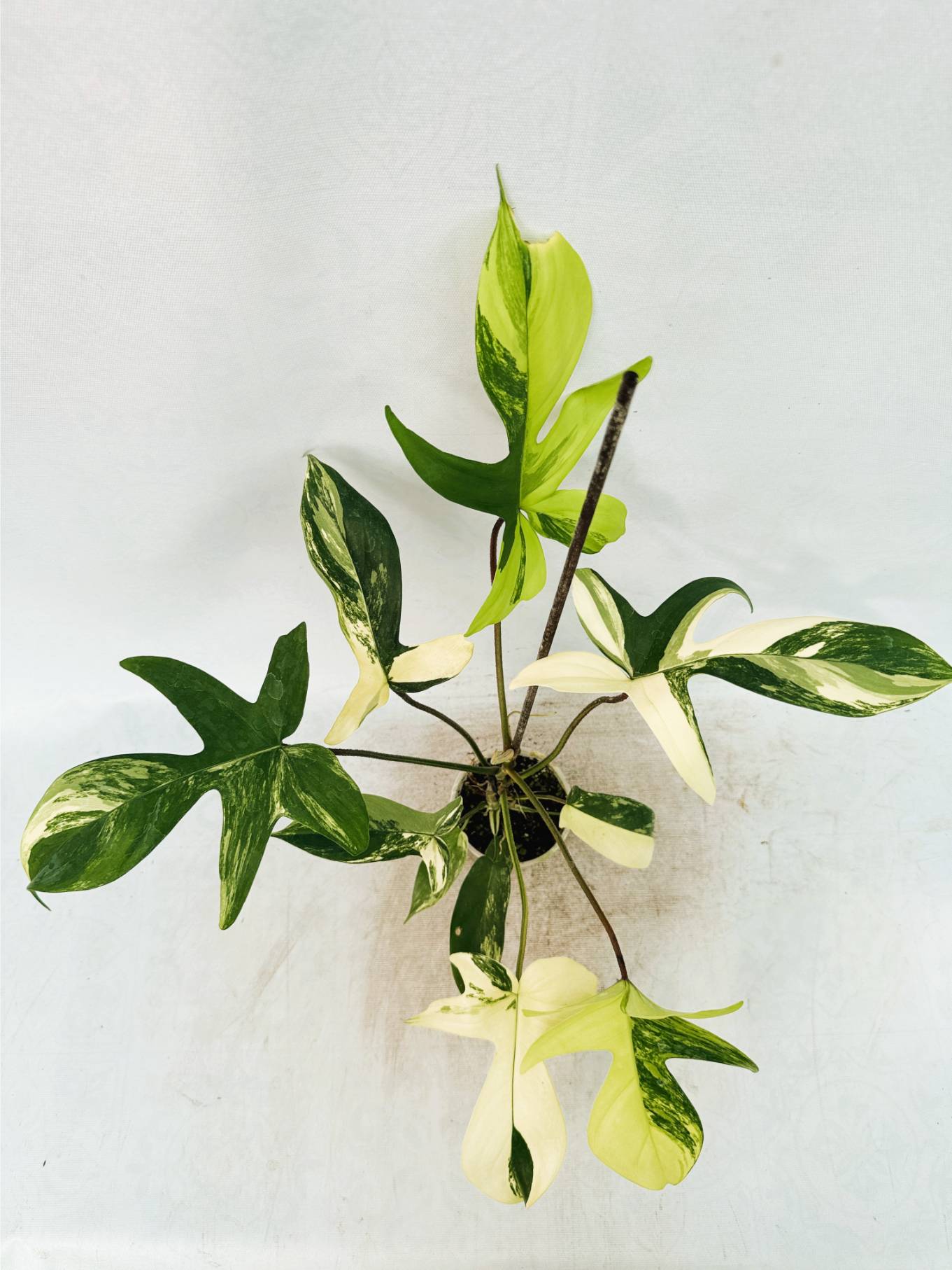 florida_beauty_25-10-14-09