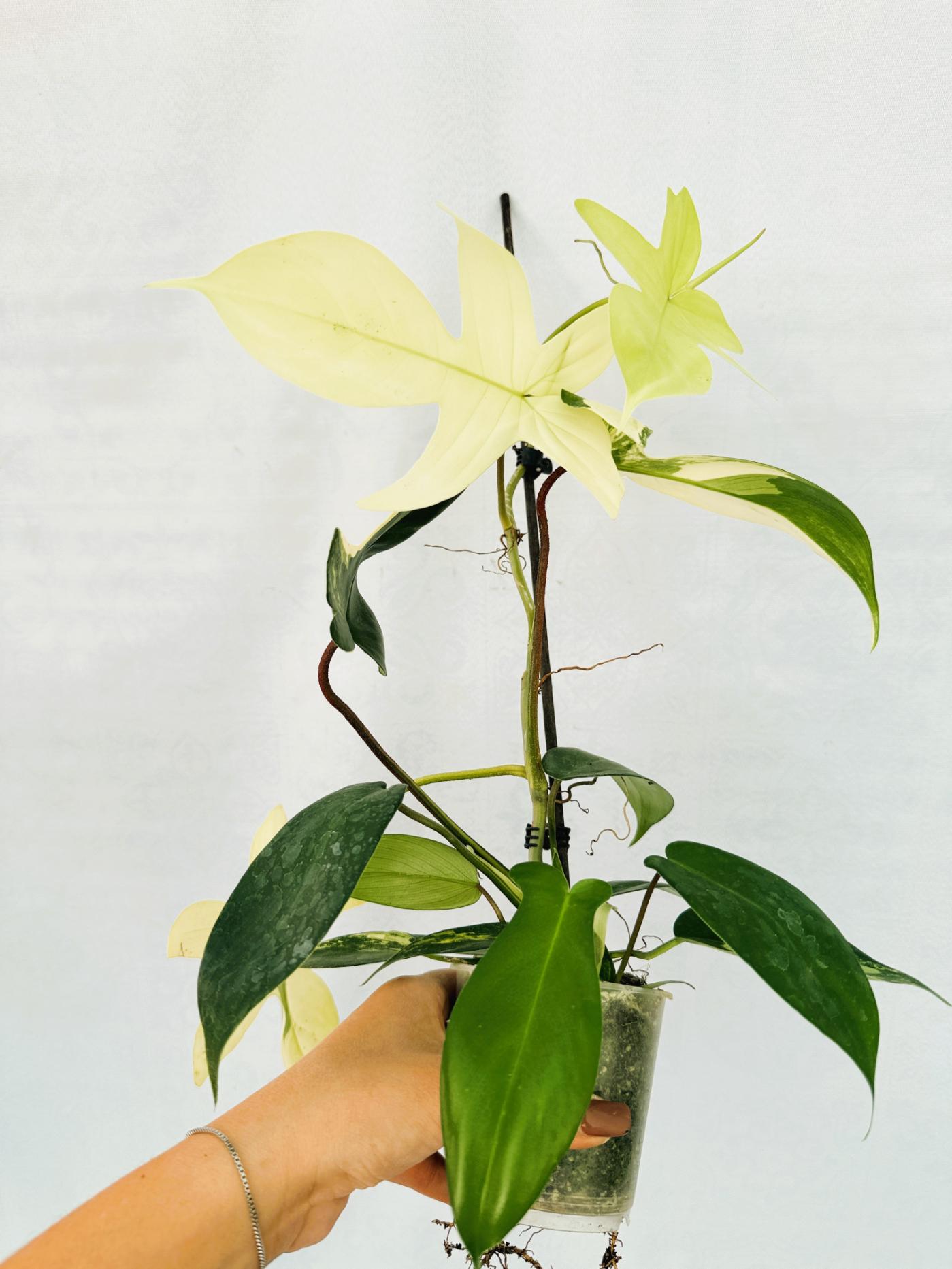 florida beauty philodendron Philodendron Florida Beauty Variegata