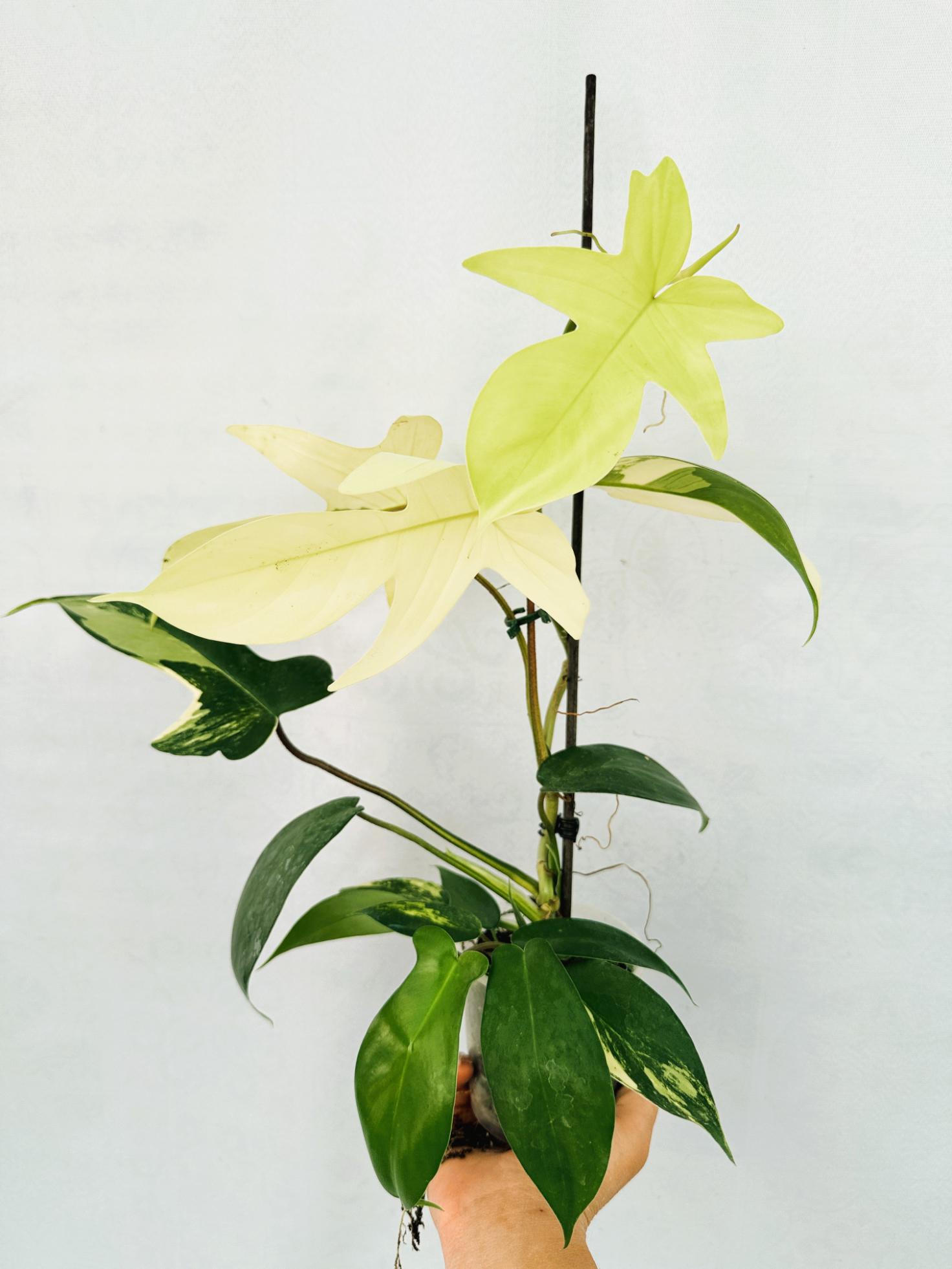 Philodendron Florida Beauty Variegata