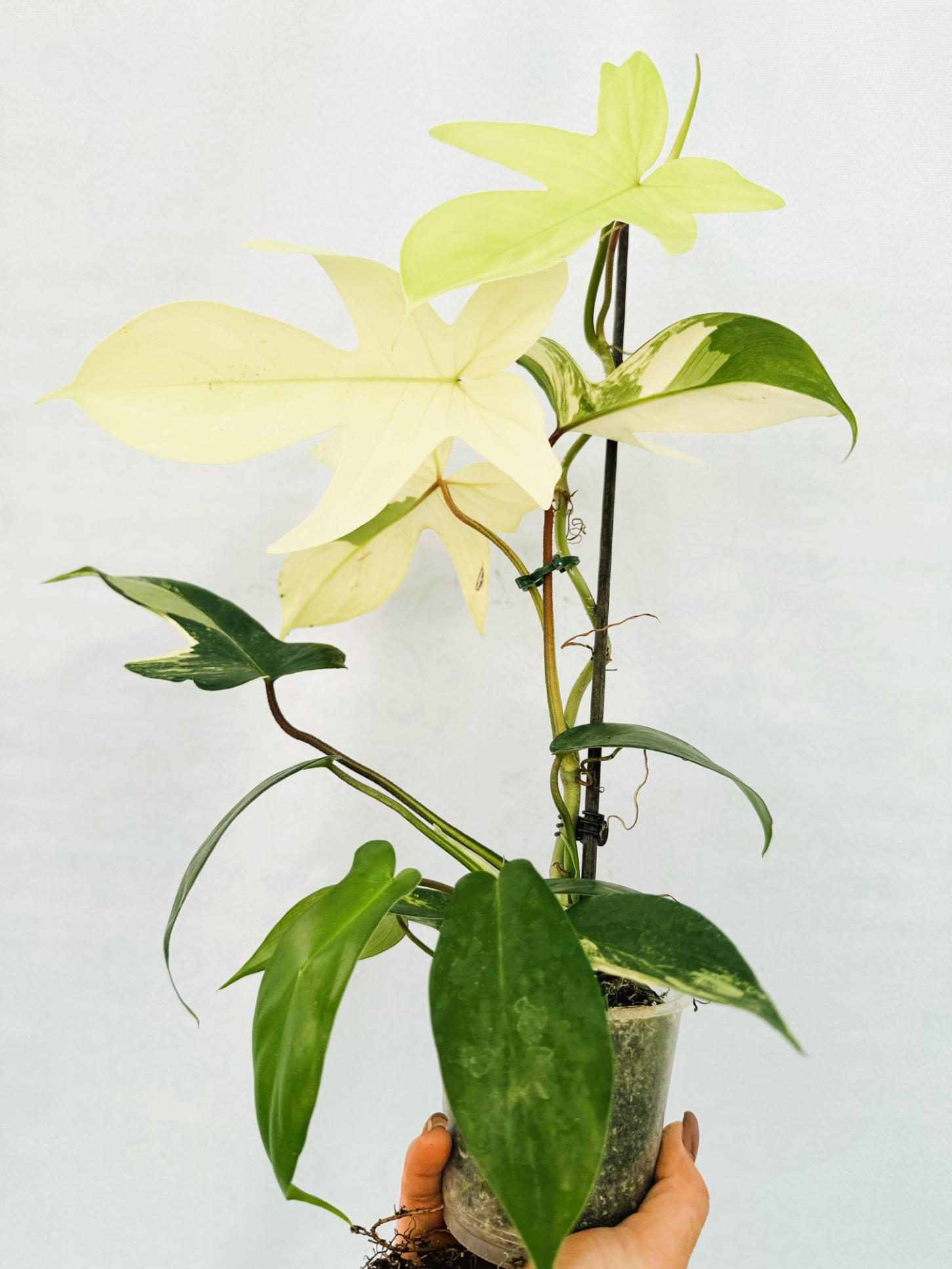 philodendron florida beauty scientific name Philodendron Florida Beauty Variegata