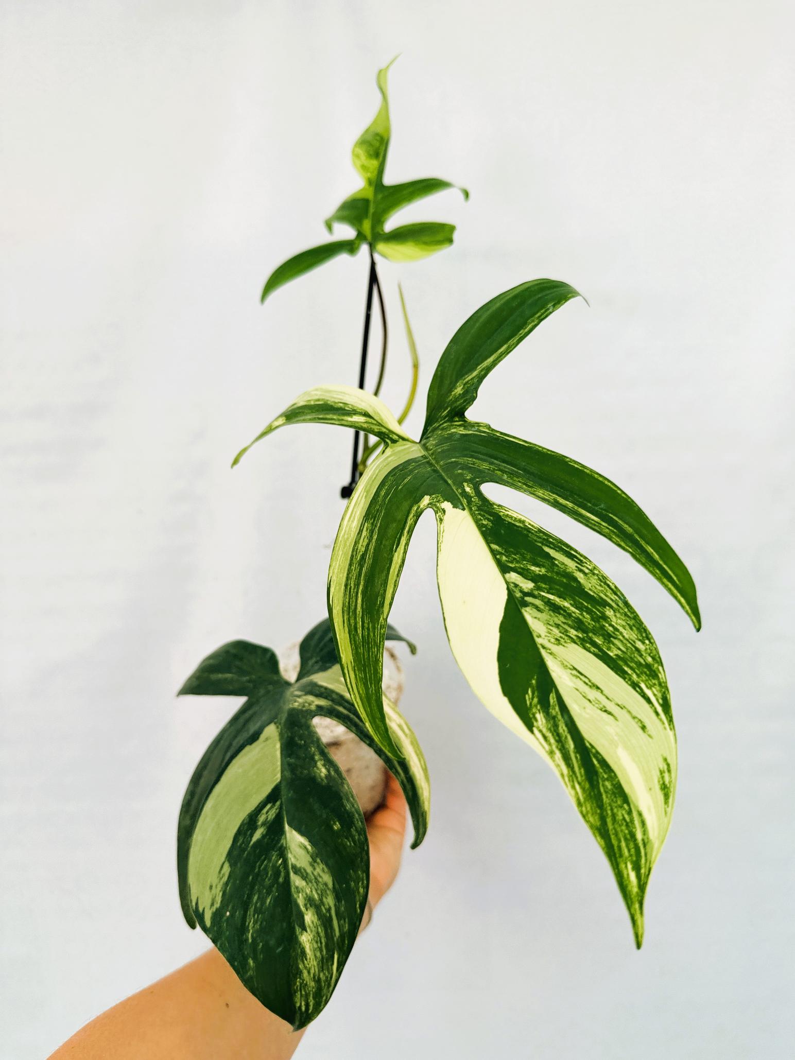 florida_beauty_25-10-14-12