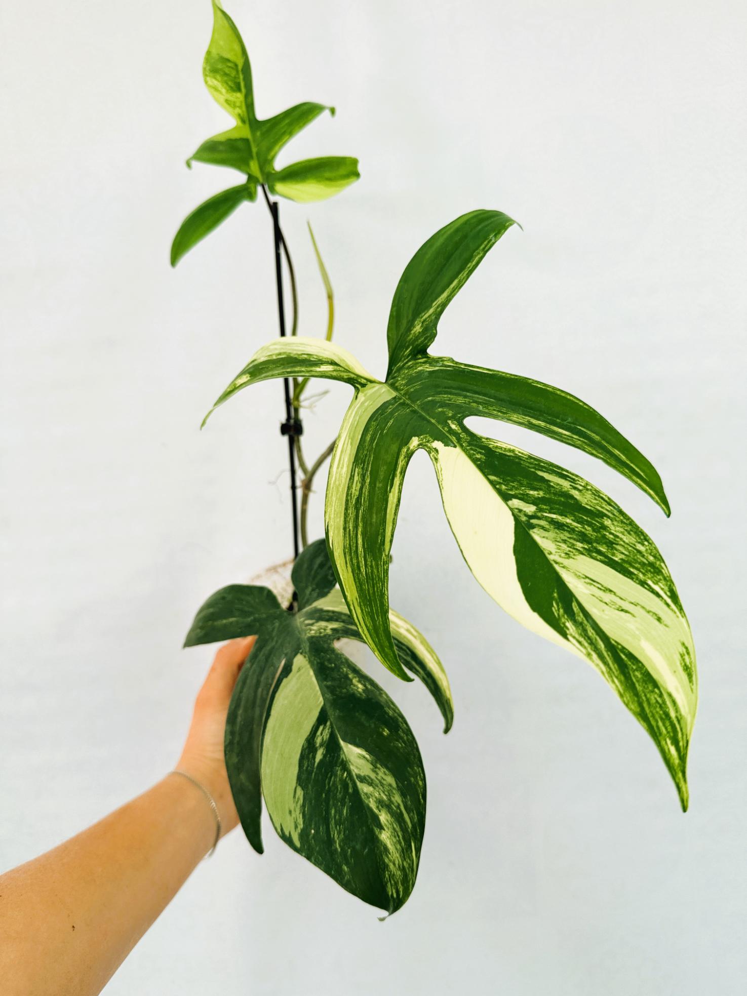 florida_beauty_25-10-14-12