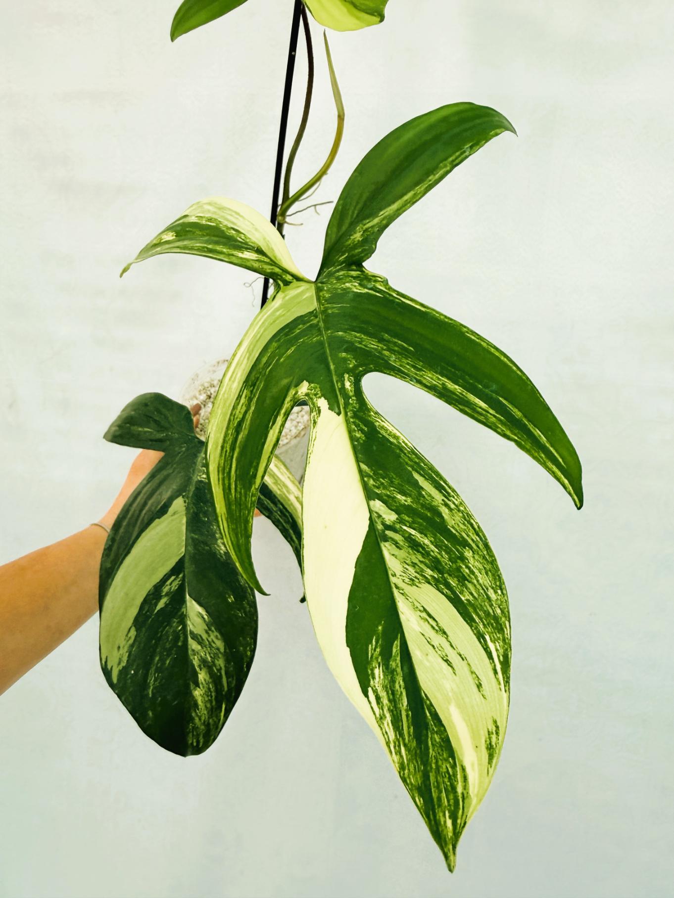 florida_beauty_25-10-14-12