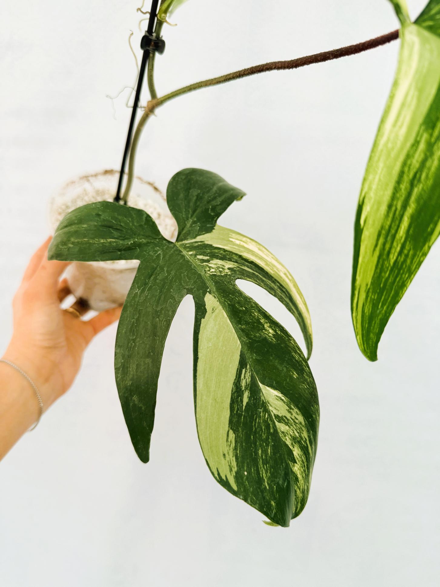 florida_beauty_25-10-14-12