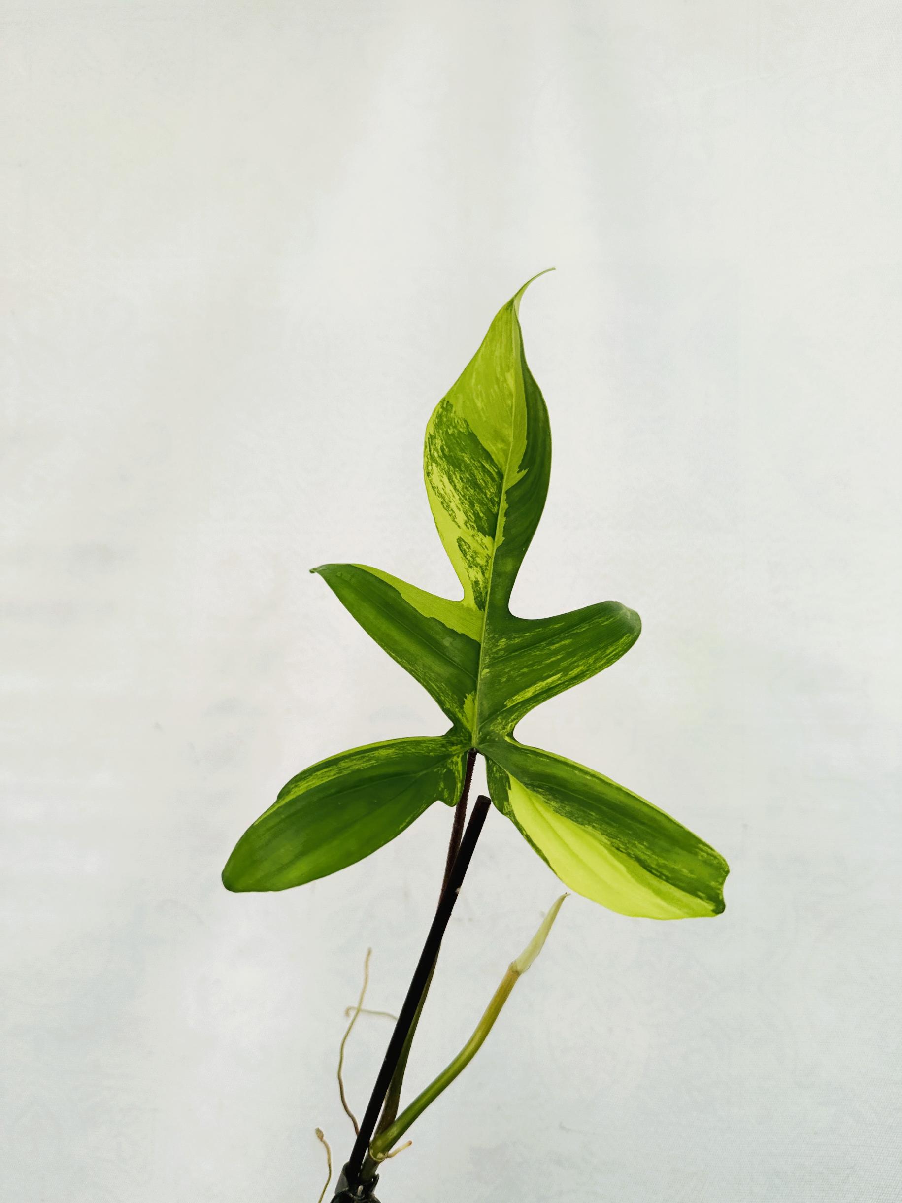 florida_beauty_25-10-14-12