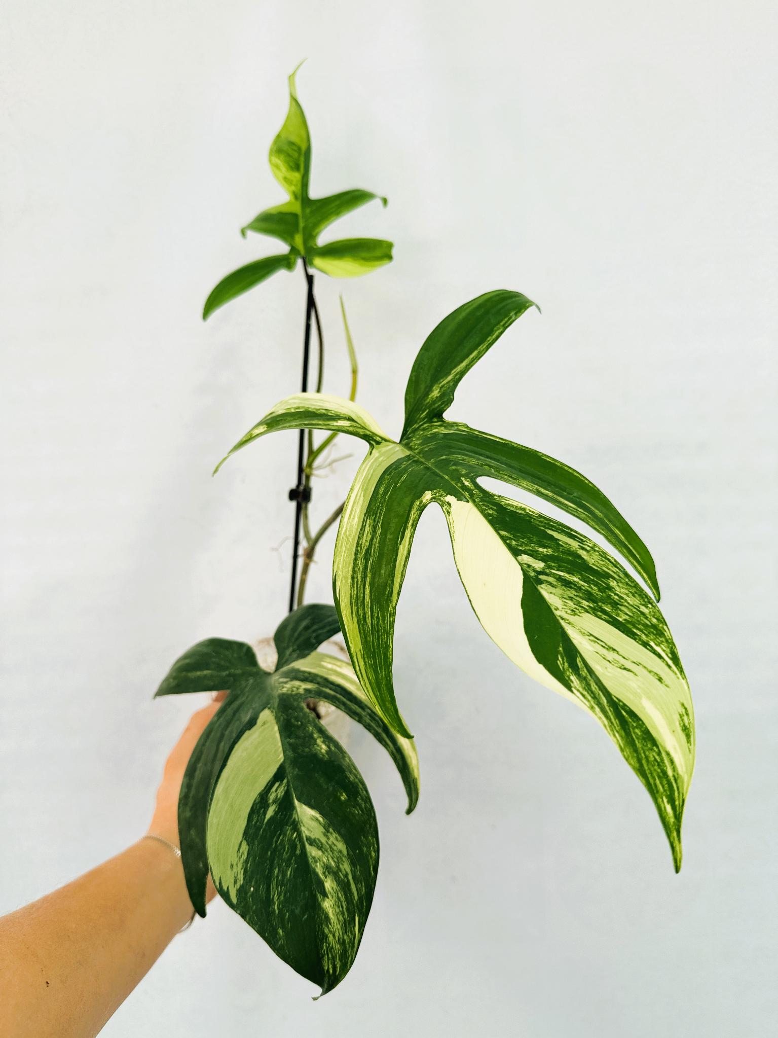 florida_beauty_25-10-14-12