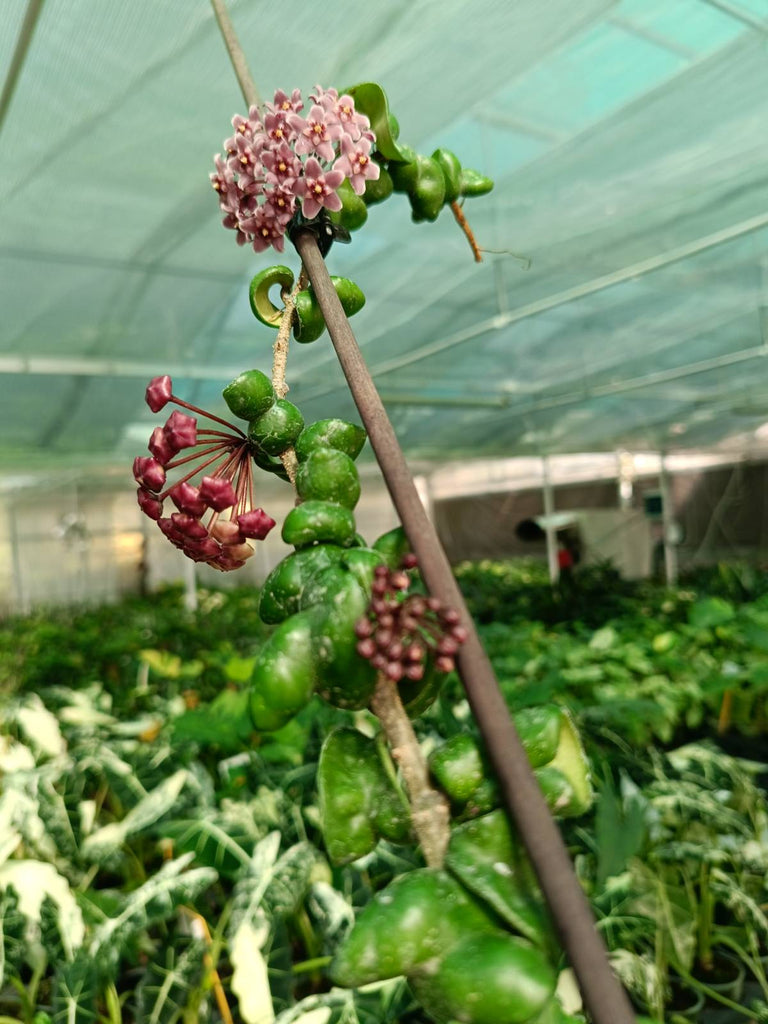 Flower of Hoya compacta new