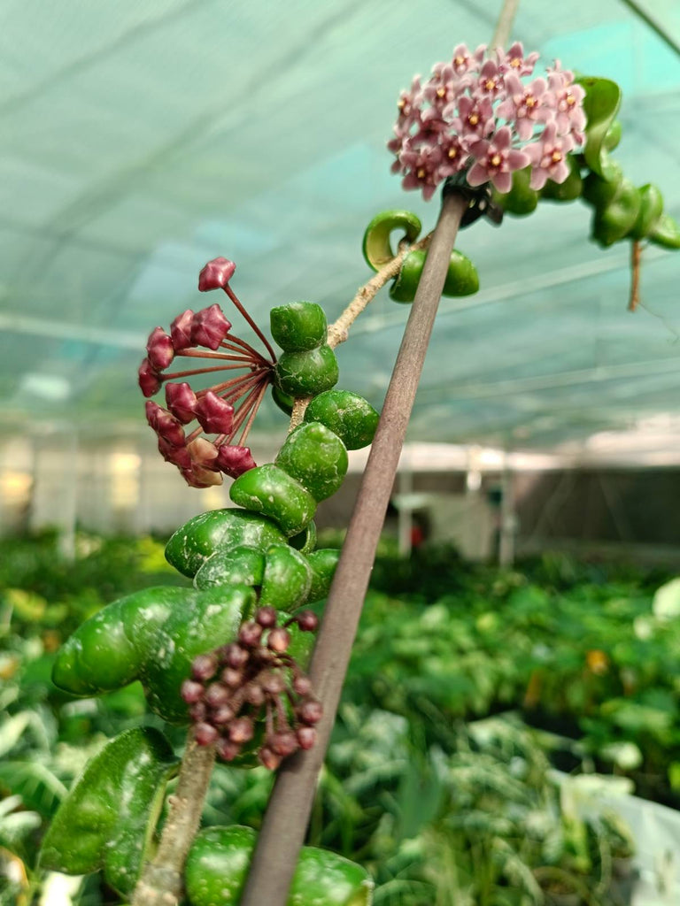Flower of Hoya compacta new