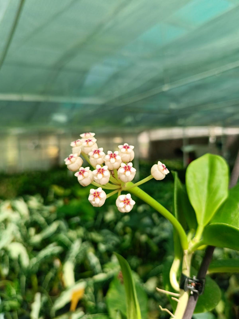 Flower of Hoya pachyclada