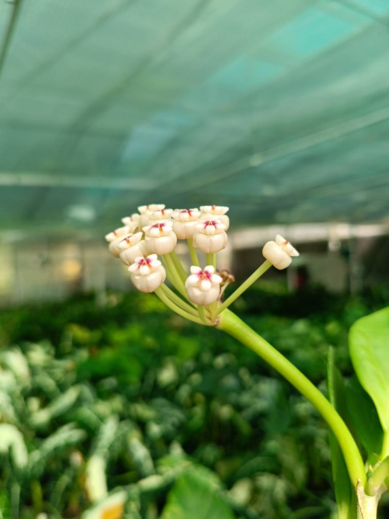 Flower of Hoya pachyclada