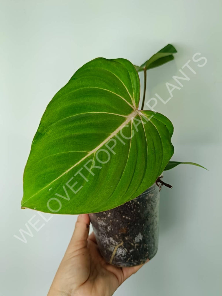 Philodendron gloriosum flat form