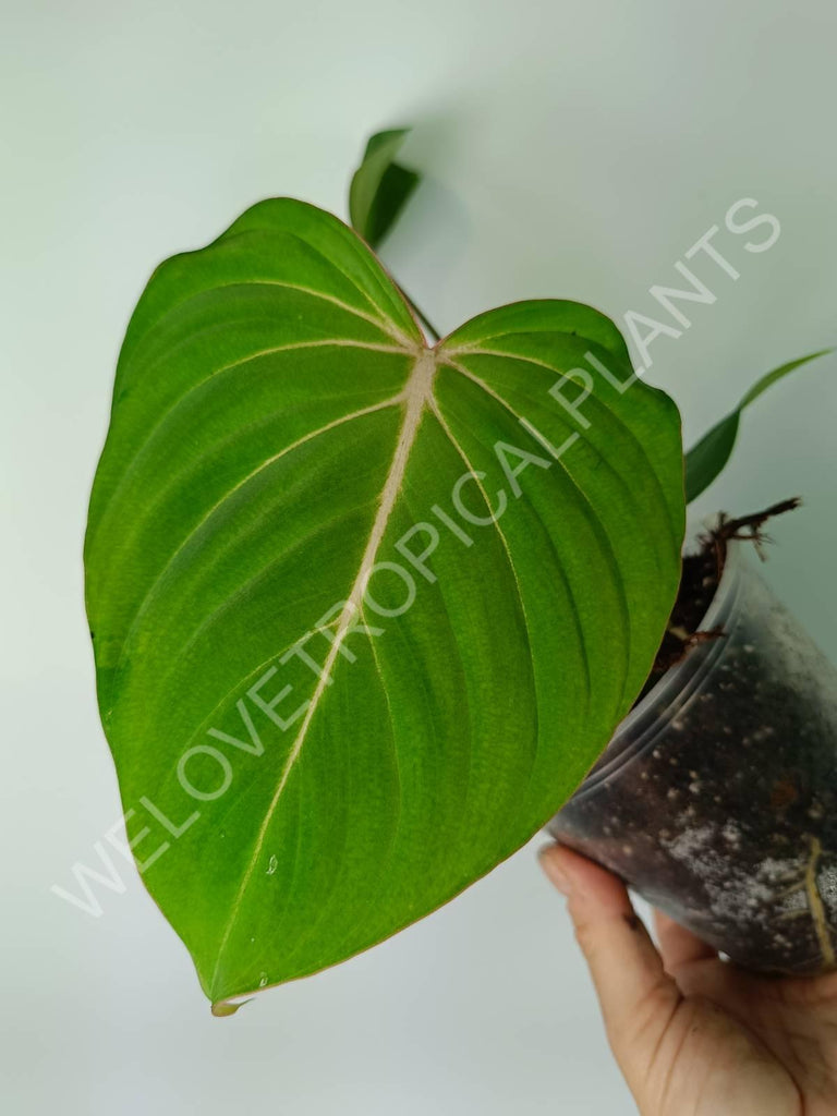 Philodendron gloriosum flat form