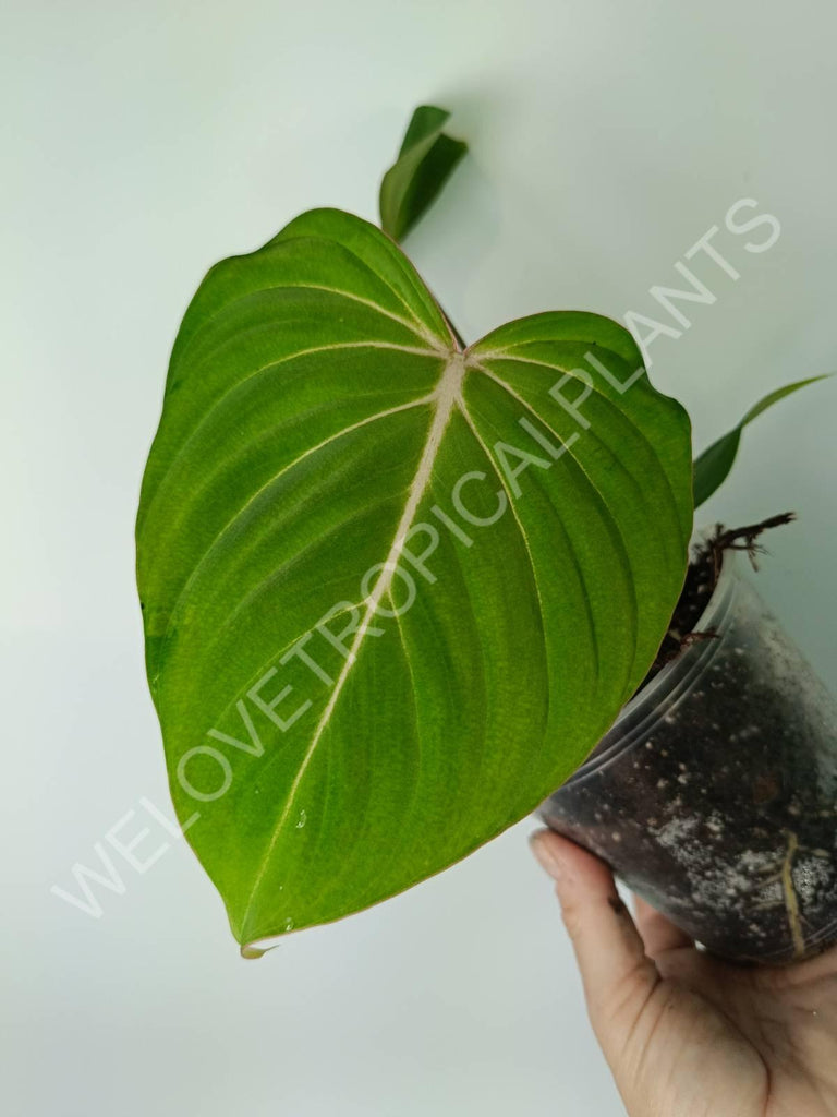 Philodendron gloriosum flat form